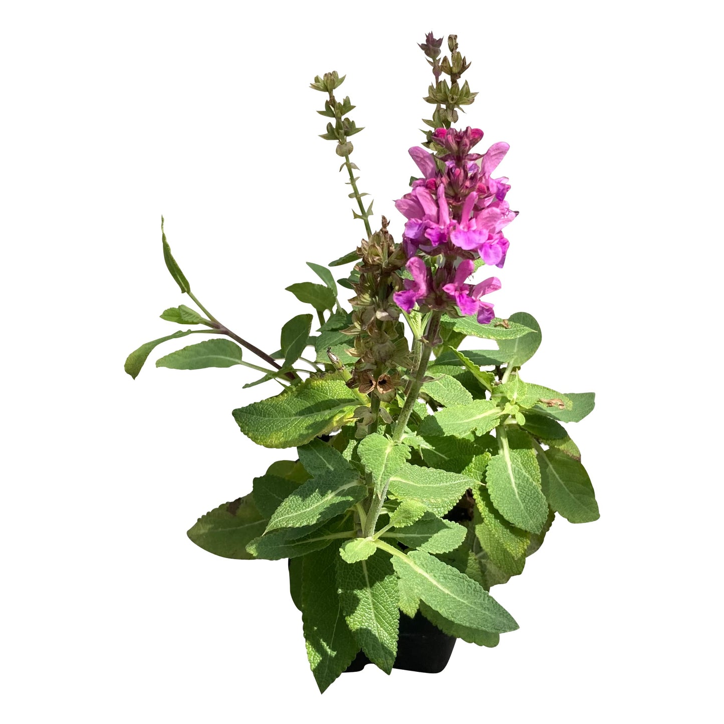 Live Salvia - Pink - Beautiful Upright Perennial - Healthy Spring Plant - 12" Tall by 6" Wide in 2.5 Qt Pot