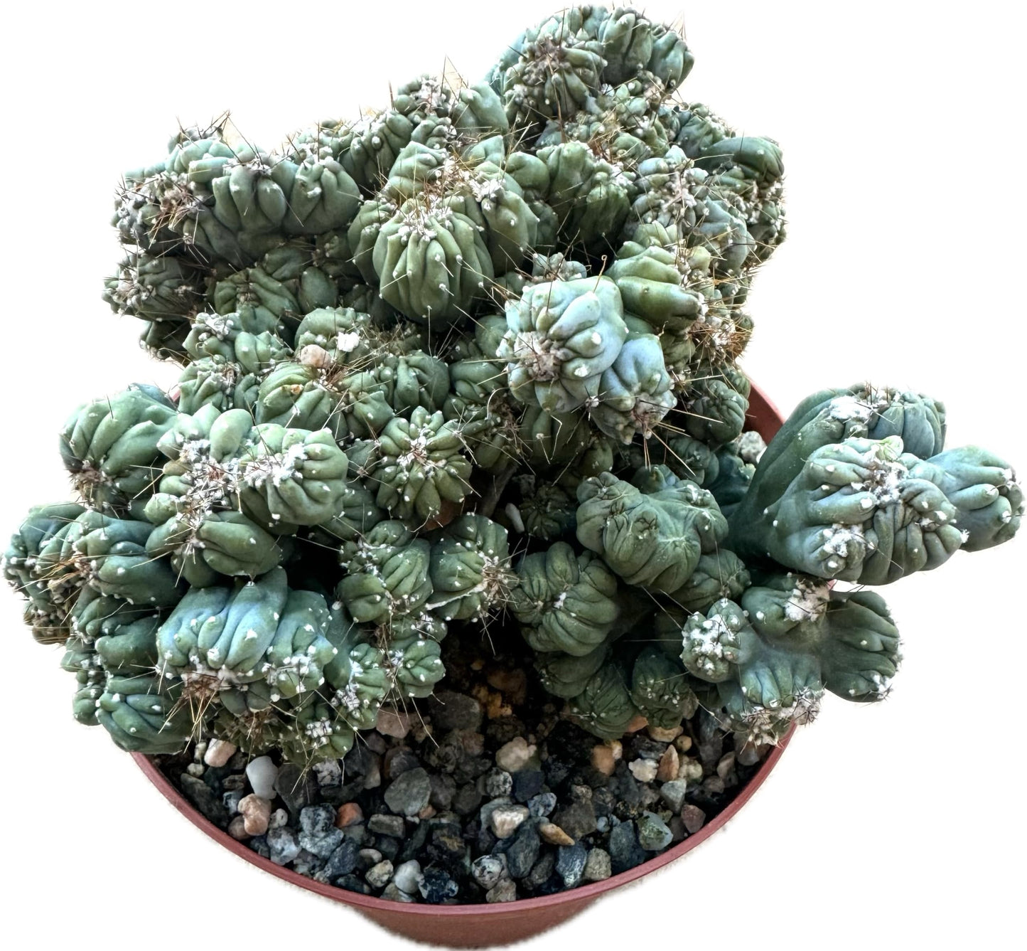 Large Live Cactus/Succulent Plant - Cereus Forbesii Monstrose 'Ming Thing' Cactus, Fully Rooted, Hardy and Drought Tolerant, Easy to Grow Indoor/Outdoor