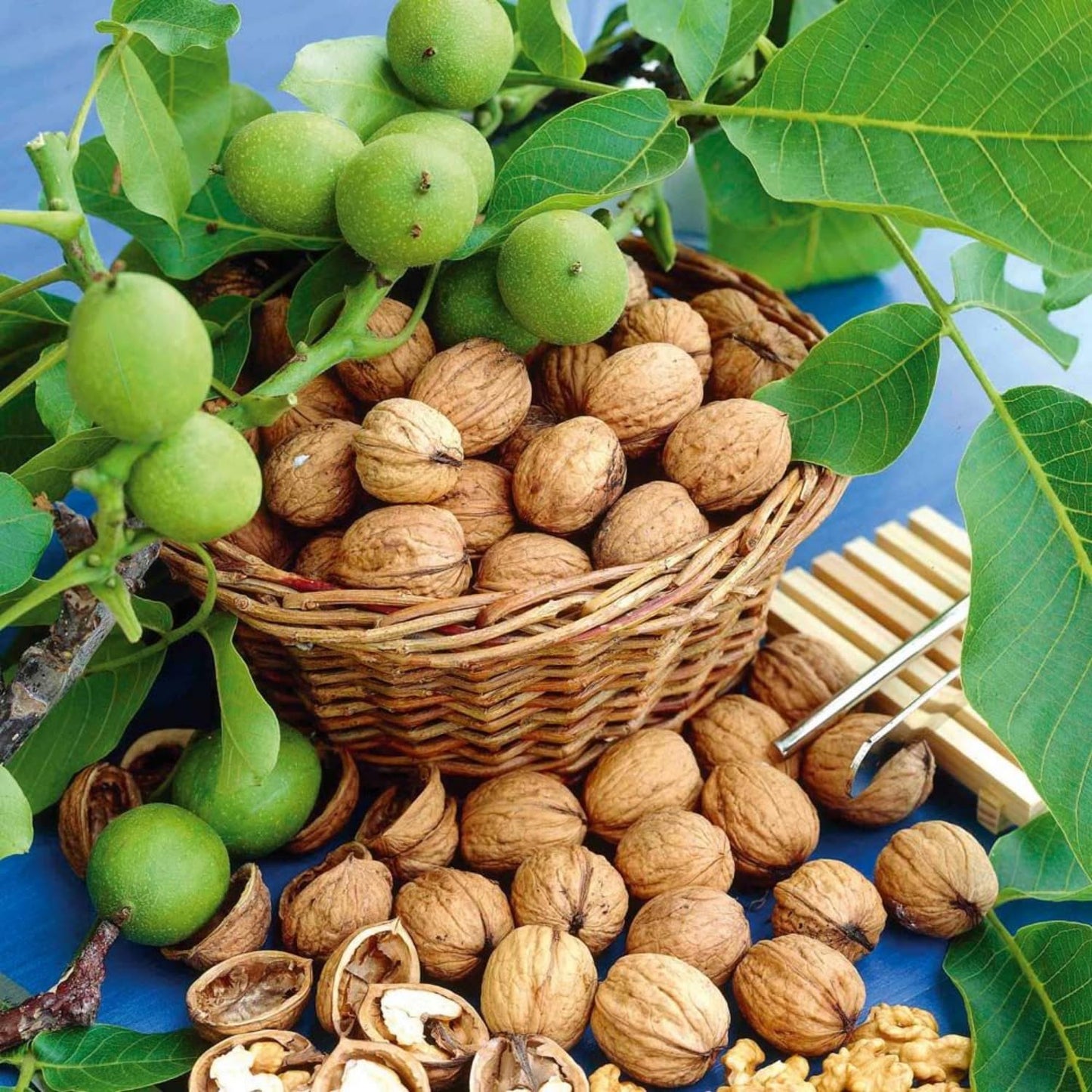 Walnut Tree Live Plant 1-3 Feet Tall, Fast-Growing Nut Tree for Home Gardens, Landscaping Growing