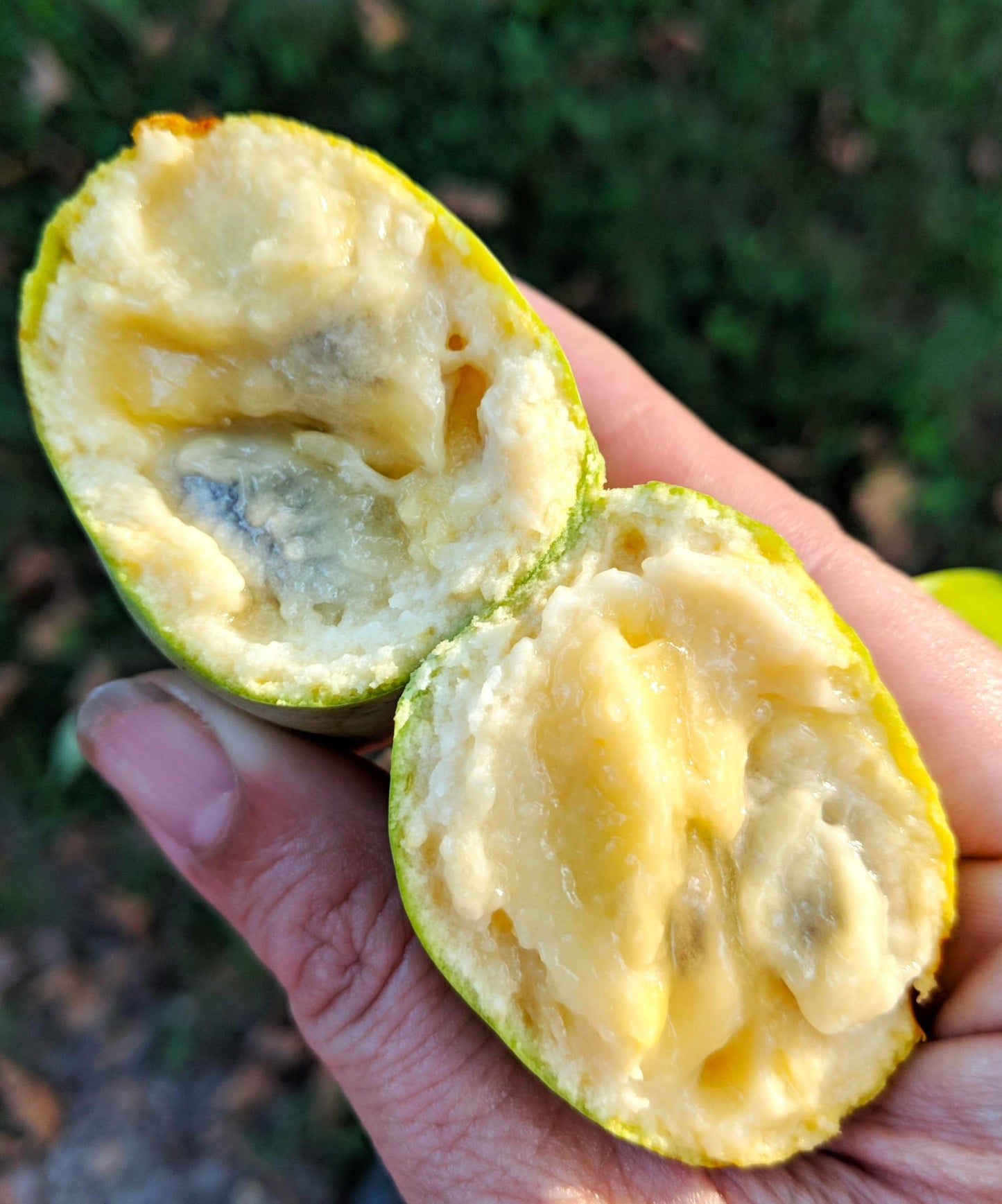 TomorrowSeeds - Paw Paw Tree Seeds - 15+ Count - for 2026 Planting Asimina Triloba North American Custard Apple Banana Papaw Banango Mango USA Native Fruit Trees Perennial Grow Your Own Home Farm