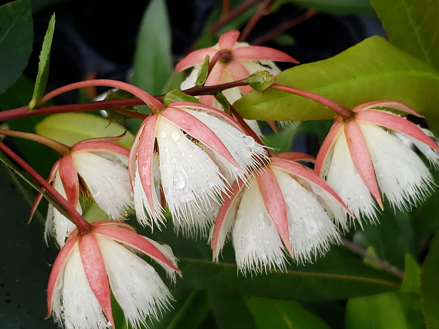 Fairy Petticoat - Elaeocarpus grandiflorus - Live Tree Plant - Unusual Fringed Pink White Flower - Emerald Goddess Gardens - Starter Sz 4 Inch Pot