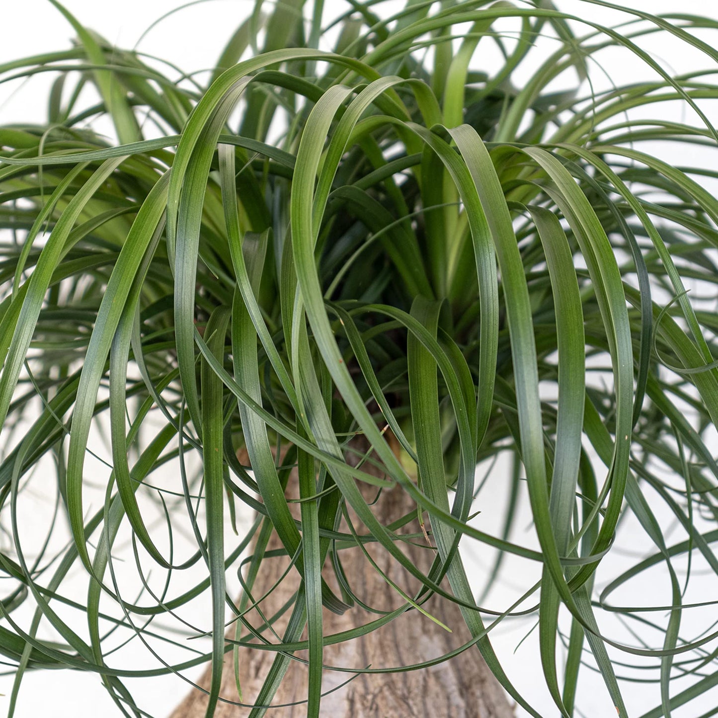 Ponytail Palm Live Plant 18–24 inches Tall in 10 inch Pot, Drought Tolerant Easy Care Indoor Succulent Tree for Modern Home and Office Decor by United Nursery