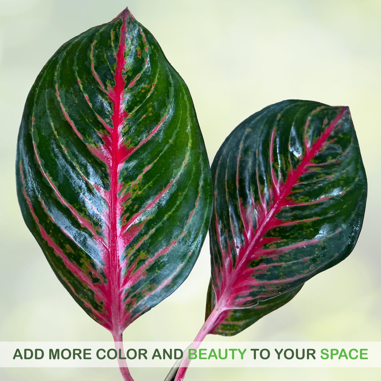 LEAL PLANTS ECUADOR Aglaonema Commutatum 'Schott' (Red Vein) – Rare Dark Foliage Chinese Evergreen – Live Indoor Plant
