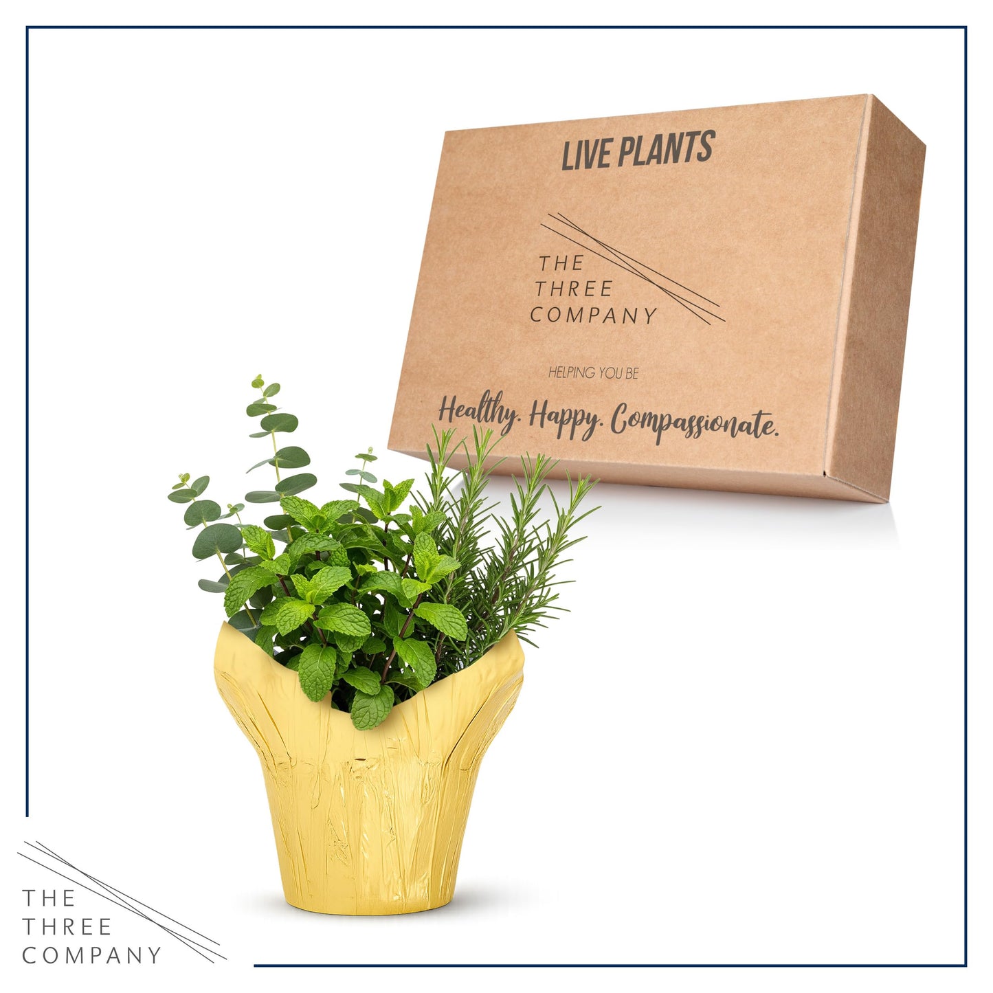 Live Aromatic and Healthy Herb Combo in Deco Cover - Breathe Better, Combo Includes Eucalpytus, Mint, and Rosemary, 12" Tall by 6" Wide in 1.25 Quart Pot