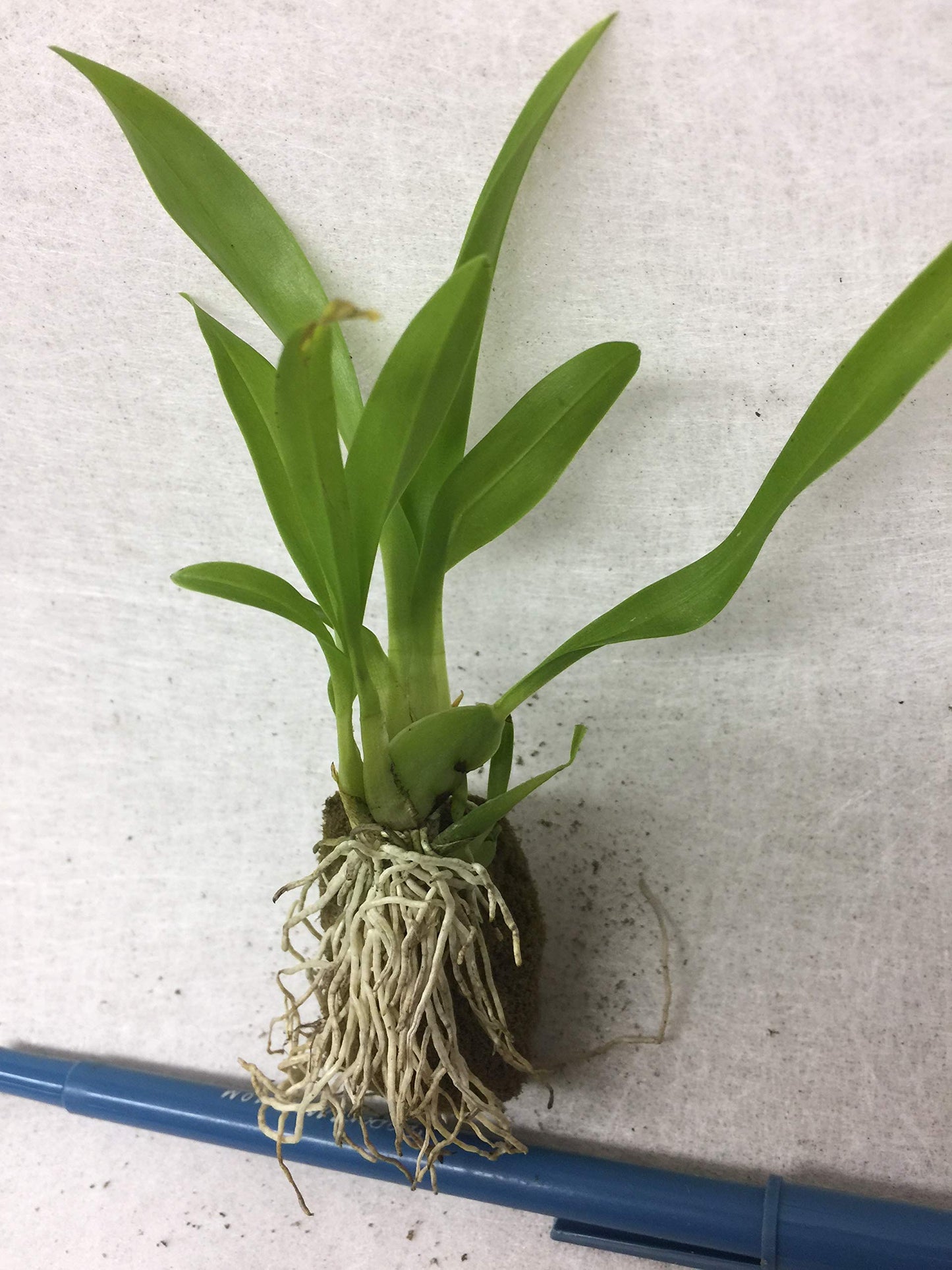 Orchid Insanity -Onc. Twinkle 'Fragrant Fantasy' - Fragrant Blooms Easy to Grow and Bloom! Miniature windowsill-Size, Cool and Warm Tolerant. White Flowered Variety. (NOT in-Bud/Bloom When Shipped)