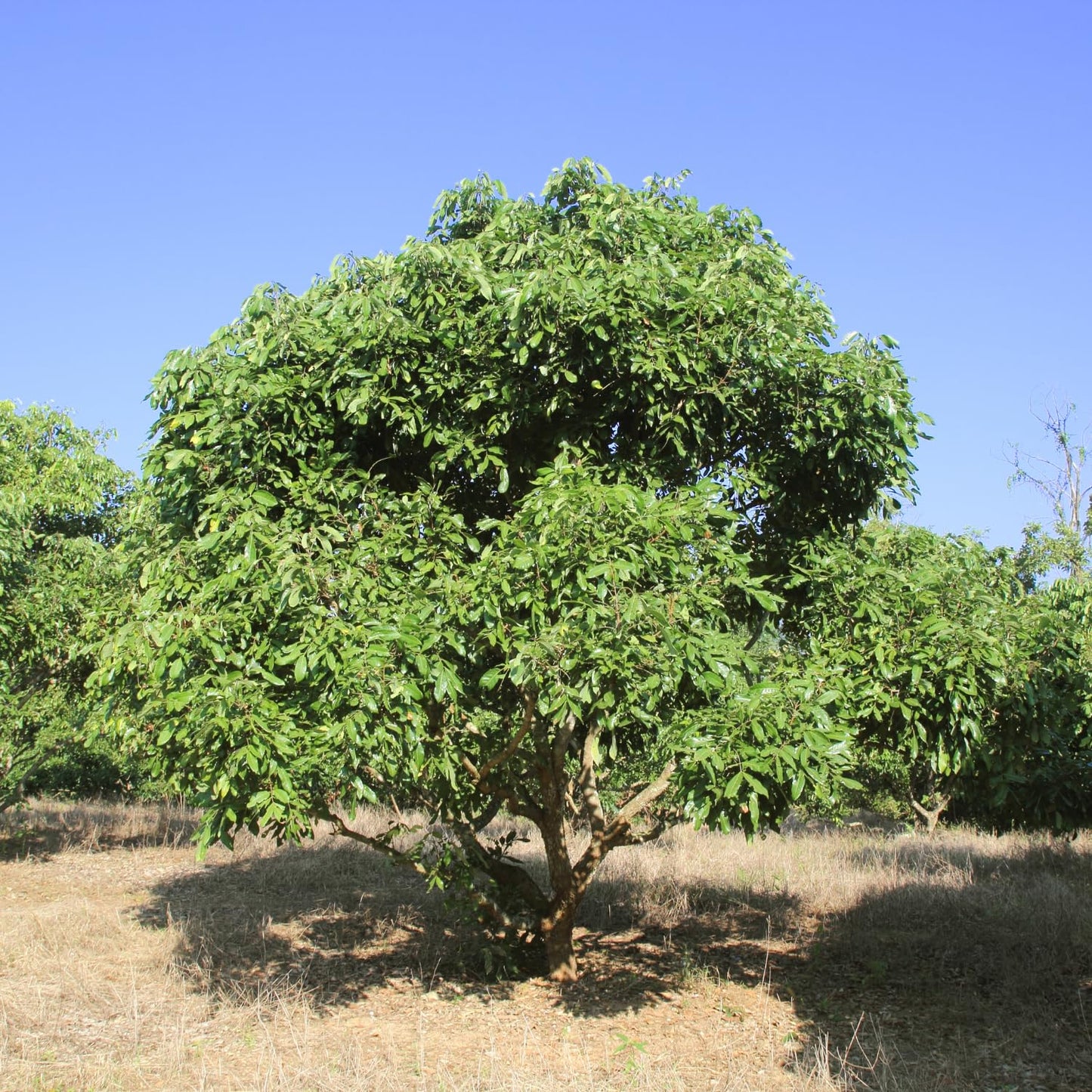 Longan Tree Live Plant, 8-10 Inches Tall in 4 Inch Pot, Tropical Fruit Tree for Indoor or Outdoor Growing