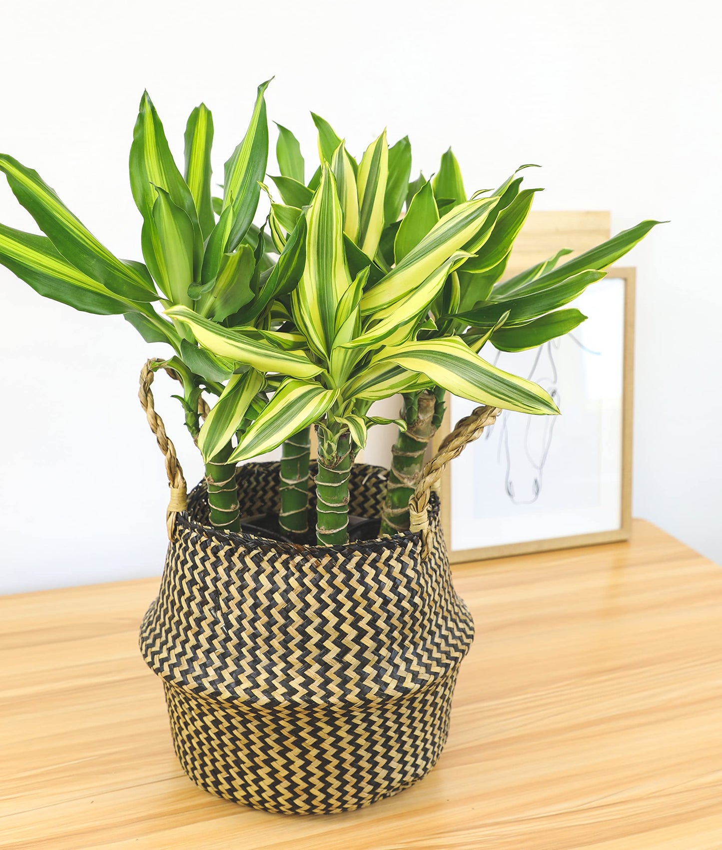 Dracaena Steudneri Moonlight 4 Pack House Plant, 4 Inch Pots for Plants, Dragon Tree Plants for Delivery Prime, Low Light House Plants, Live Plants Indoor Plants Live Houseplants by Plants for Pets