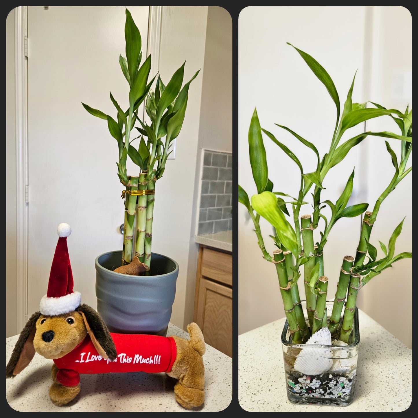 8 inches Lucky Bamboo 6 Healthy Plants, Tied in Gold Wire, Gift, Feng Shui, Indoor Plant, Bring Good Luck to Your Home, Perennial, Just add Purified Water