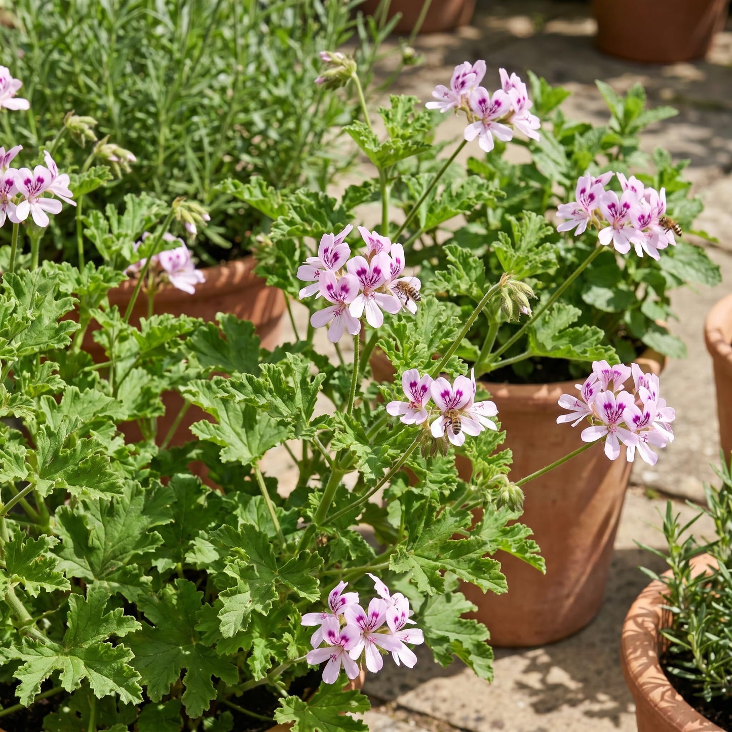Set 2 Citronella Live Plants 4-7 Inches, Fragrant Citronella Geranium for Growing Outdoor Garden