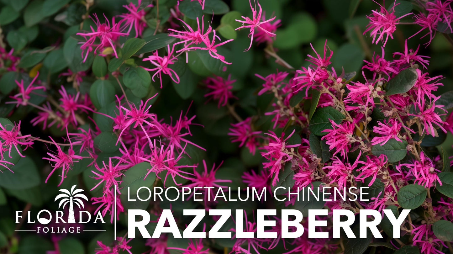 Loropetalum Razzleberry | 1 Live Plant | Loropetalum Chinense | Evergreen Shrub | Vibrant Pink Flowers | Fast Growing | Low Maintenance | Ornamental Bush | Outdoor Landscaping