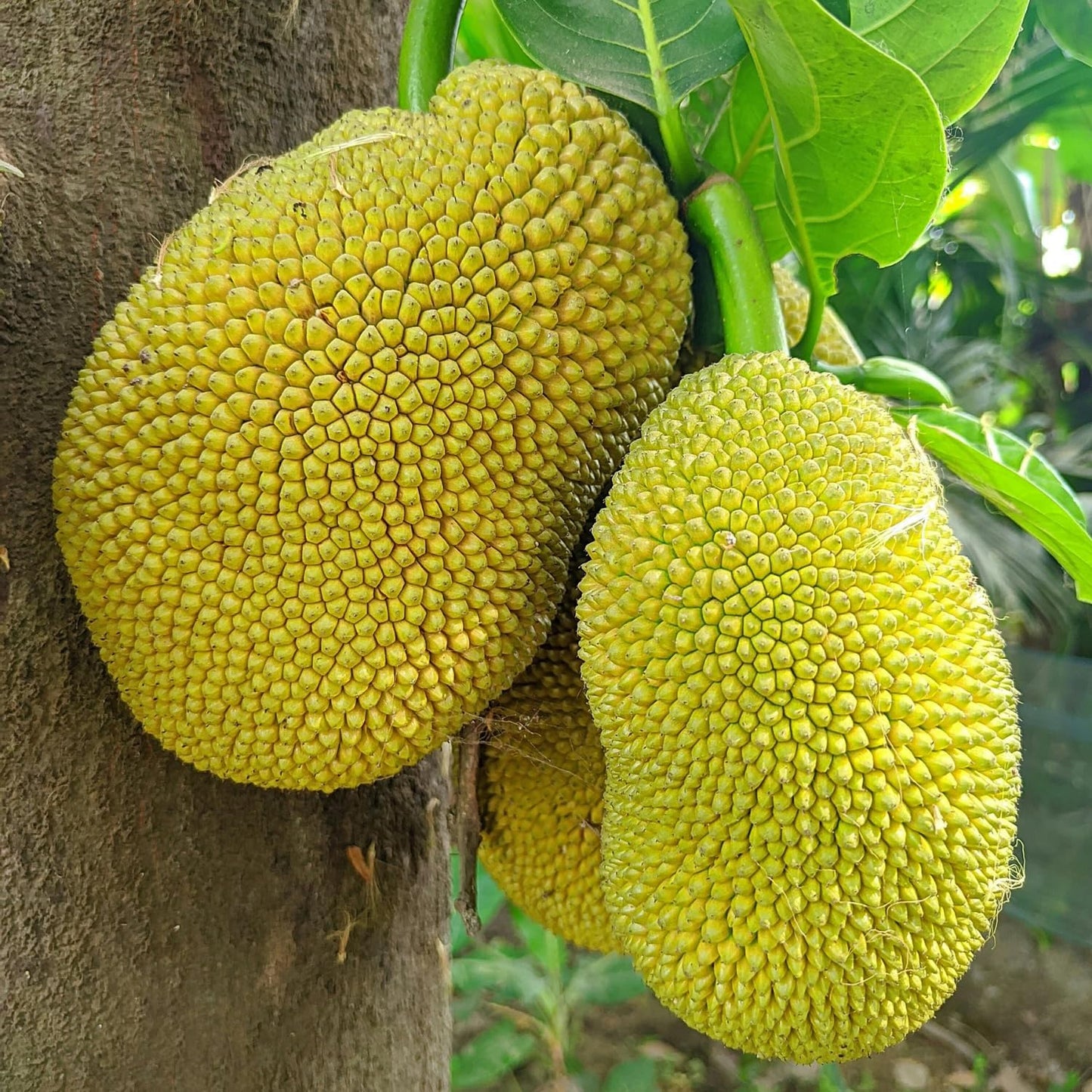 Live Jackfruit Tree Plant in 4 Inch Pot, 6 to 10 Inch, Live Tropical Fruit Plant, Hardy Perennial Jackfruit Tree, Large Sweet Fruits