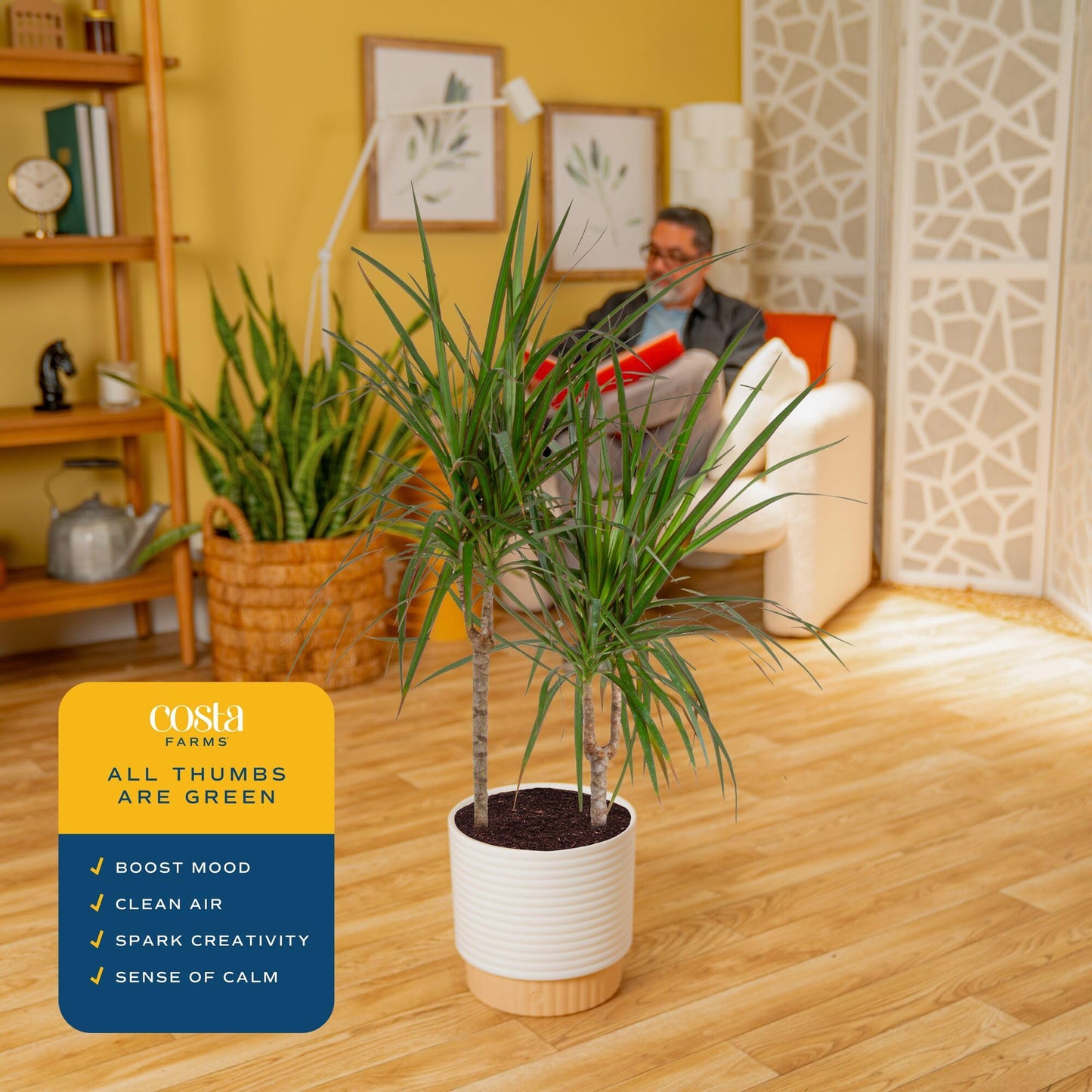 Costa Farms Dracaena Marginata Magenta Madagascar Dragon Tree, Live Indoor Plant, Easy to Grow Houseplant Potted in Decor Planter Pot, Living Room Home and Office Decor, 3-4 Feet Tall