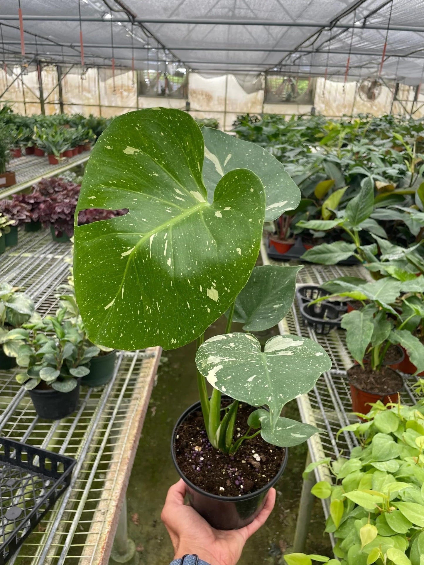 Rare Monstera 'Thai Constellation | Live Plant for Indoor & Outdoor | for Living Room, Office, Bathroom | (6" Pot)