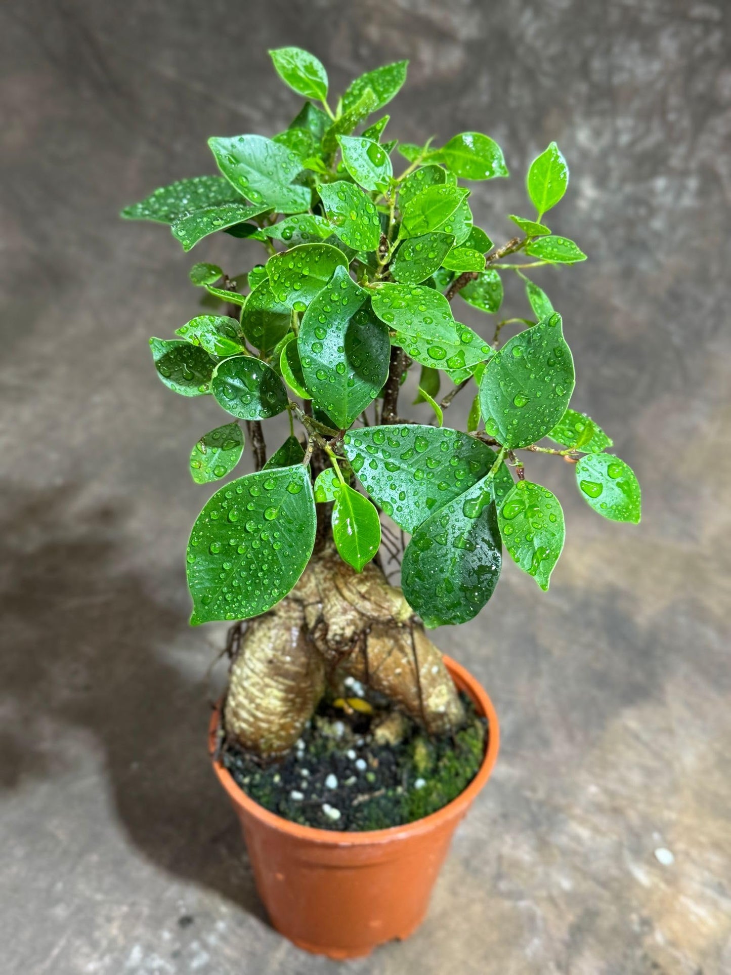 PLANTVERS Bonsai Ginseng in 4" Grow Pot – Ficus Macrocarpa – Bonsaificus – Live Indoor Bonsai Tree – Easy Care Houseplant – Dwarf Ficus Plant for Home or Office Décor