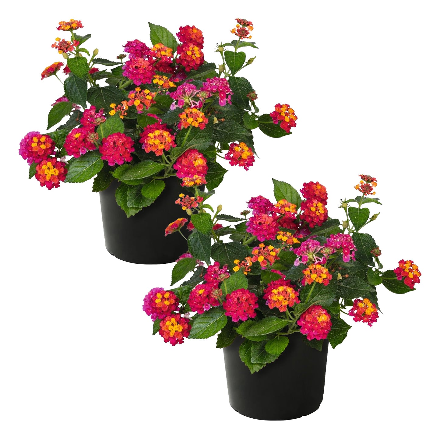Live Flowering Lantana - Havana Sunset - Color Mix (2 Plants Per Pack) - Grower's Choice Multi Color Blooms, Healthy Blooming Pollinator, 8" Tall by 5" Wide in 1 Qt Pot