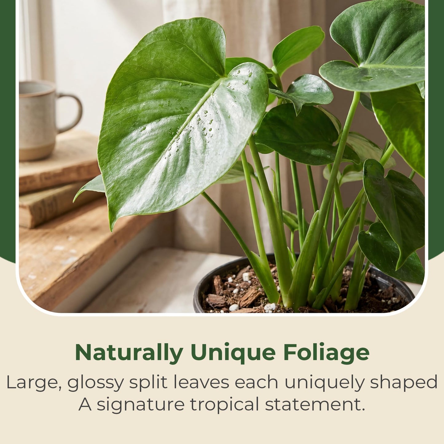 6 in. Swiss Cheese Plant Monstera Plant - Monstera Live Plant W/Large Glossy Split Leaves - Part Shade Monstera Houseplant for Office, Living Rooms, or Bedrooms & More (Includes Grower Pot)