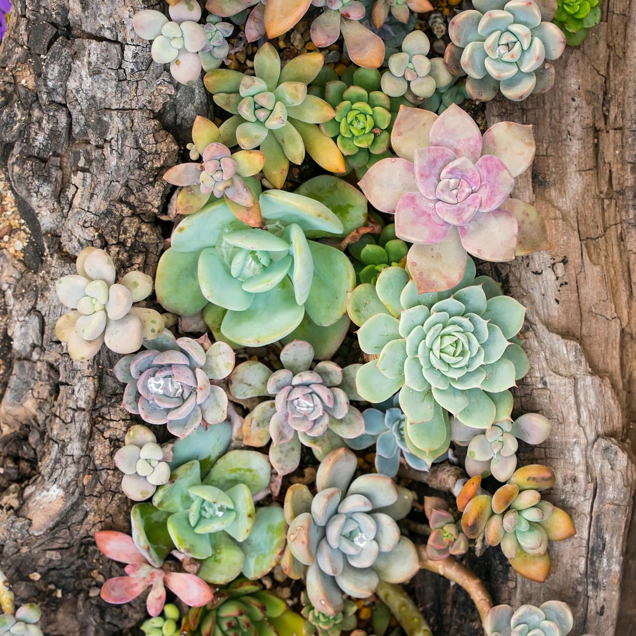 Mountain Crest Gardens Echeveria Succulent Bulk Pack - 25 Live Rosette Plants, 5 Each of 5 Varieties, Rooted in 2 Inch Pots - Succulents for Arrangements, Decor & DIY Projects