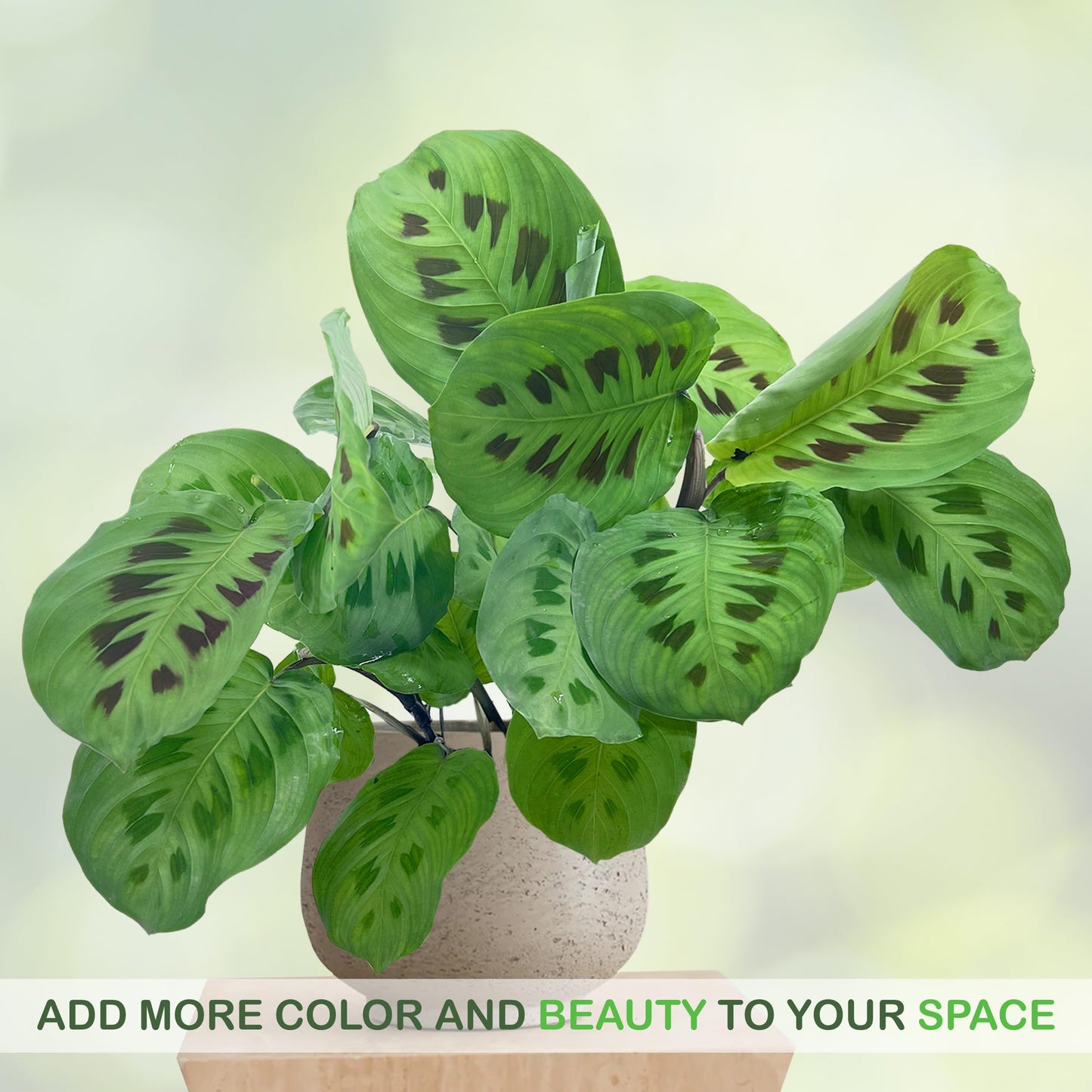 LEAL PLANTS ECUADOR Calathea Maranta (Pack of 2) Fascinating Leaf Movement, Easy Care Tropical Houseplant, Air-Purifying, Ideal for Home & Office Decor, Unique Living Plant Gift