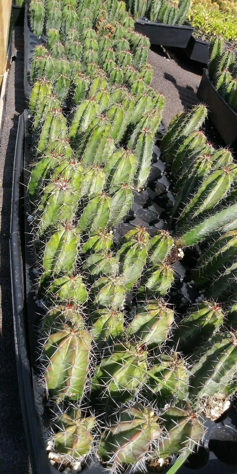 5 Live Cactus Species Stenocereus Queretaroensis The Best Price