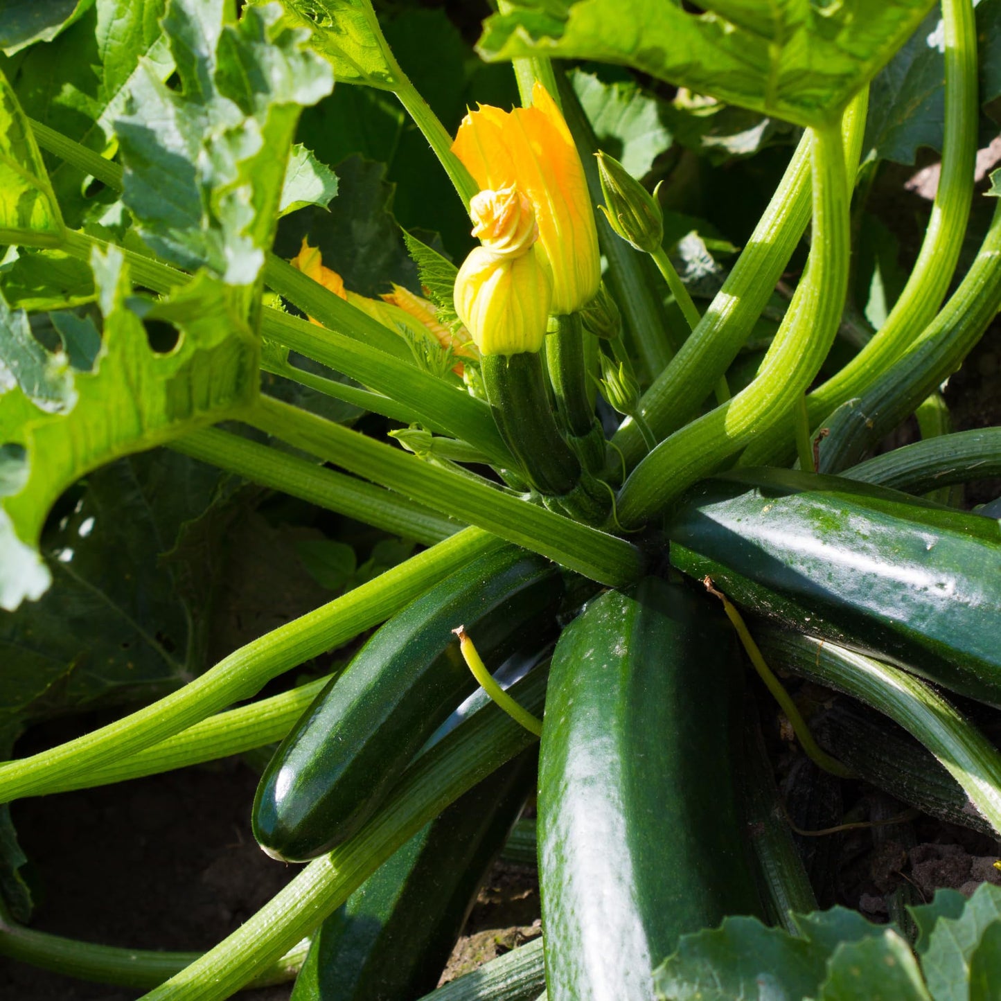 2 Green Zucchini Plants, Live Zucchini Plants in Pot, Summer Squash for Outdoor Garden, 3 to 6 Inch Tall Plant
