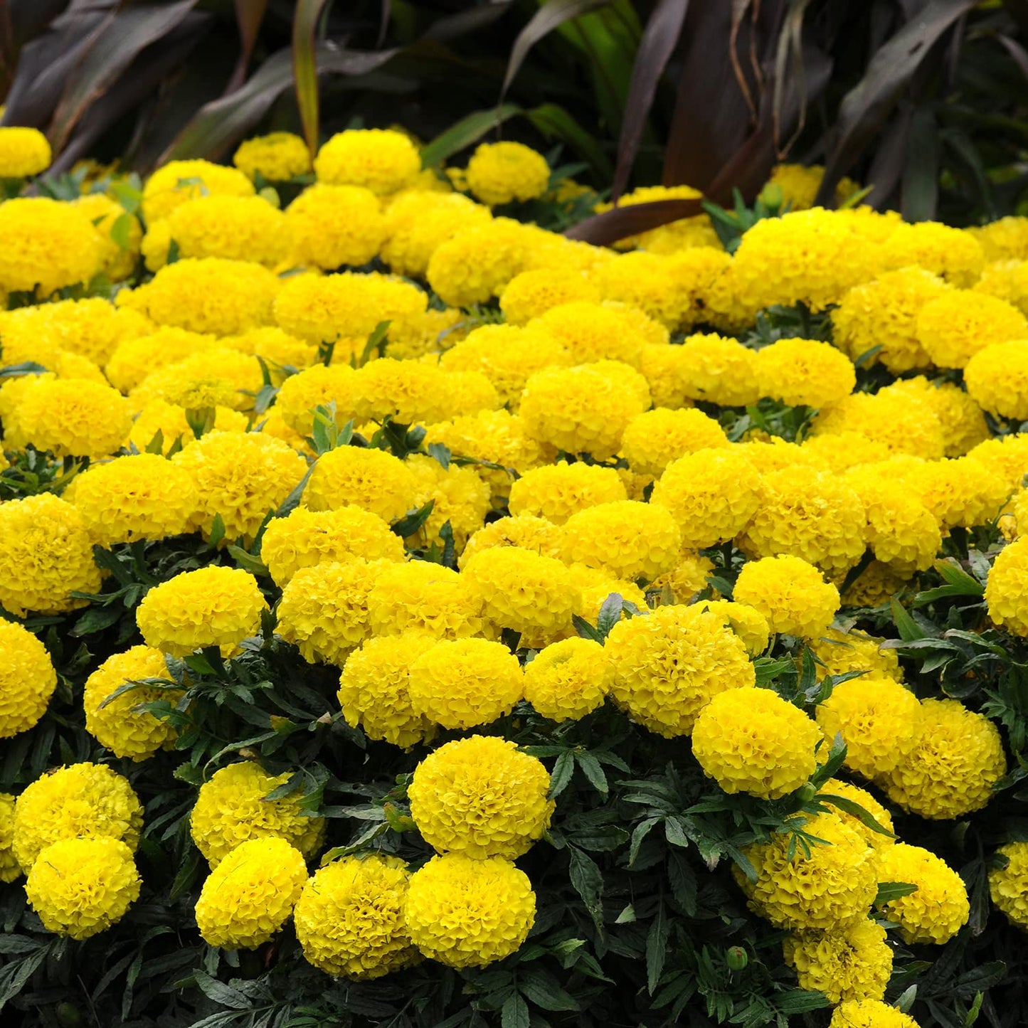 Yellow African Marigold Flower (4 Pack), Outdoor Flowering Plants, Easy Outdoor Gardening, Real Marigolds, Flowers for Garden, Porch & Patio Plants by Plants for Pets