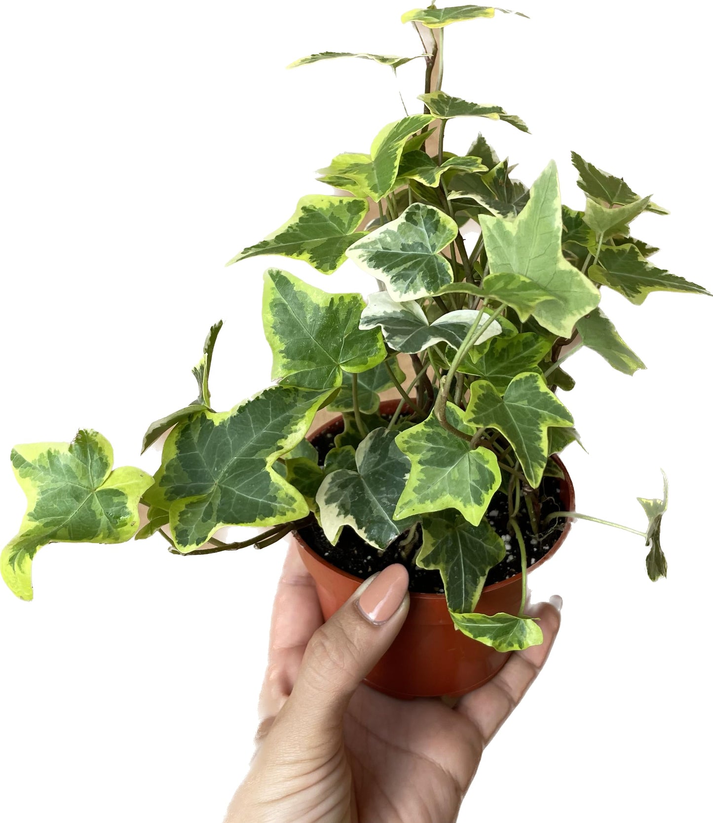 English Ivy Gold Child - Vibrant Variegated Ground Cover Plant - Live English Ivy Plant - Live Variegated English iIy - Available in 3", 4", and 6" Pot - CA Seller (4" Pot)
