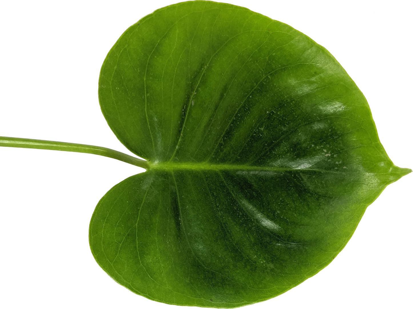 Generic, Monstera deliciosa (Philodendron Monstera, Swiss-Cheese Plant) Live Indoor House Plant, 4 inchPot