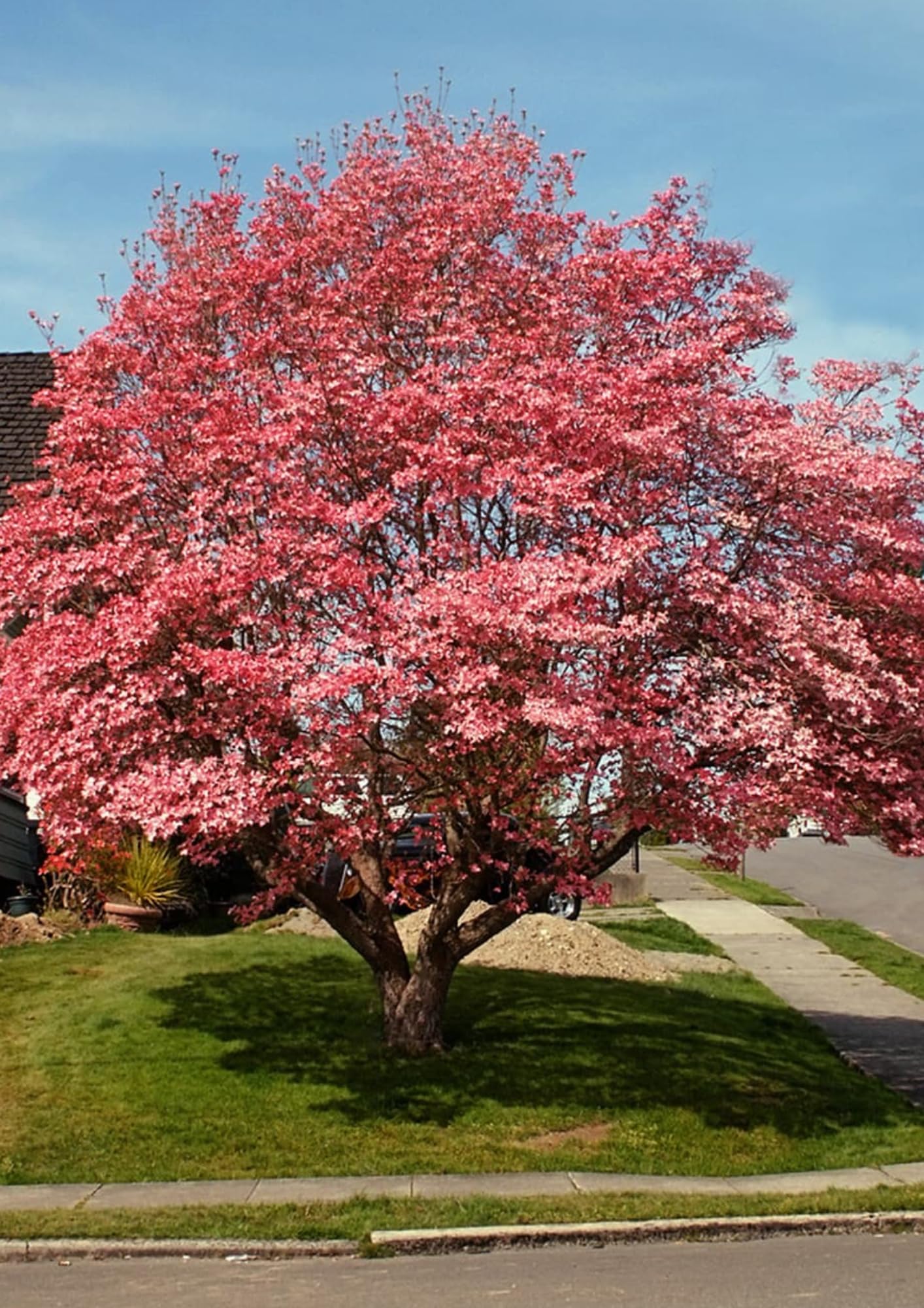 Pink Dogwood Tree Live Plant in 2.5" Pot, Well Rooted 6-12" Pink Flowering Dogwood Tree Plant Live, Dormant for Planting