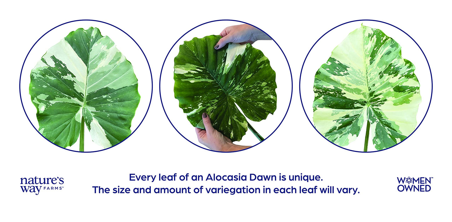 Nature's Way Farms, Alocasia Dawn Variegated, Rare Plant Collection, Live Plant (18-24 in. Tall) in Grower Pot