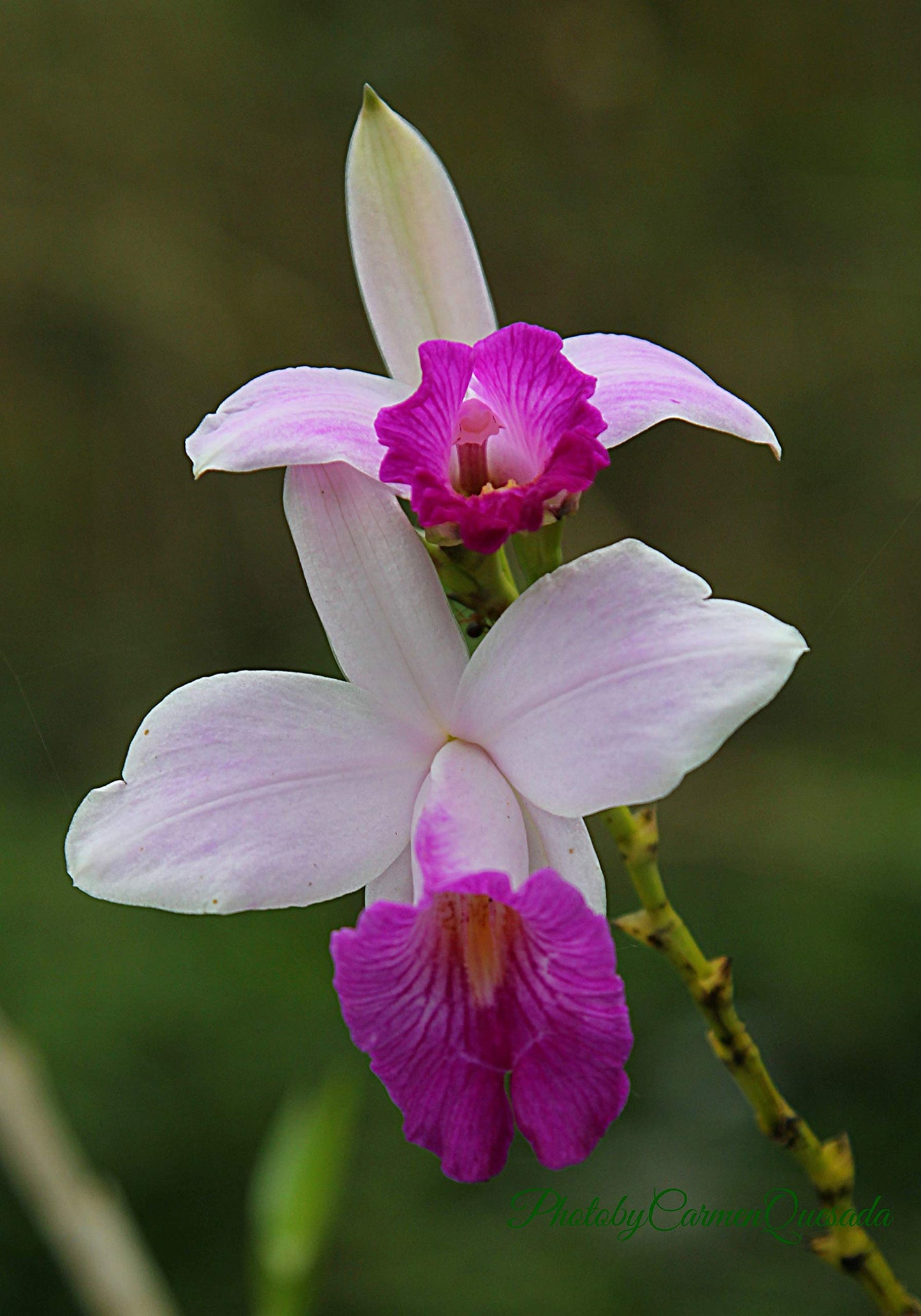 Hawaiian Bamboo Orchid Plant Root - Live Tropical Orchid, Easy Care Indoor Outdoor Flowering Plant with Fragrant Purple Blooms, Hawaii Grown Orchid