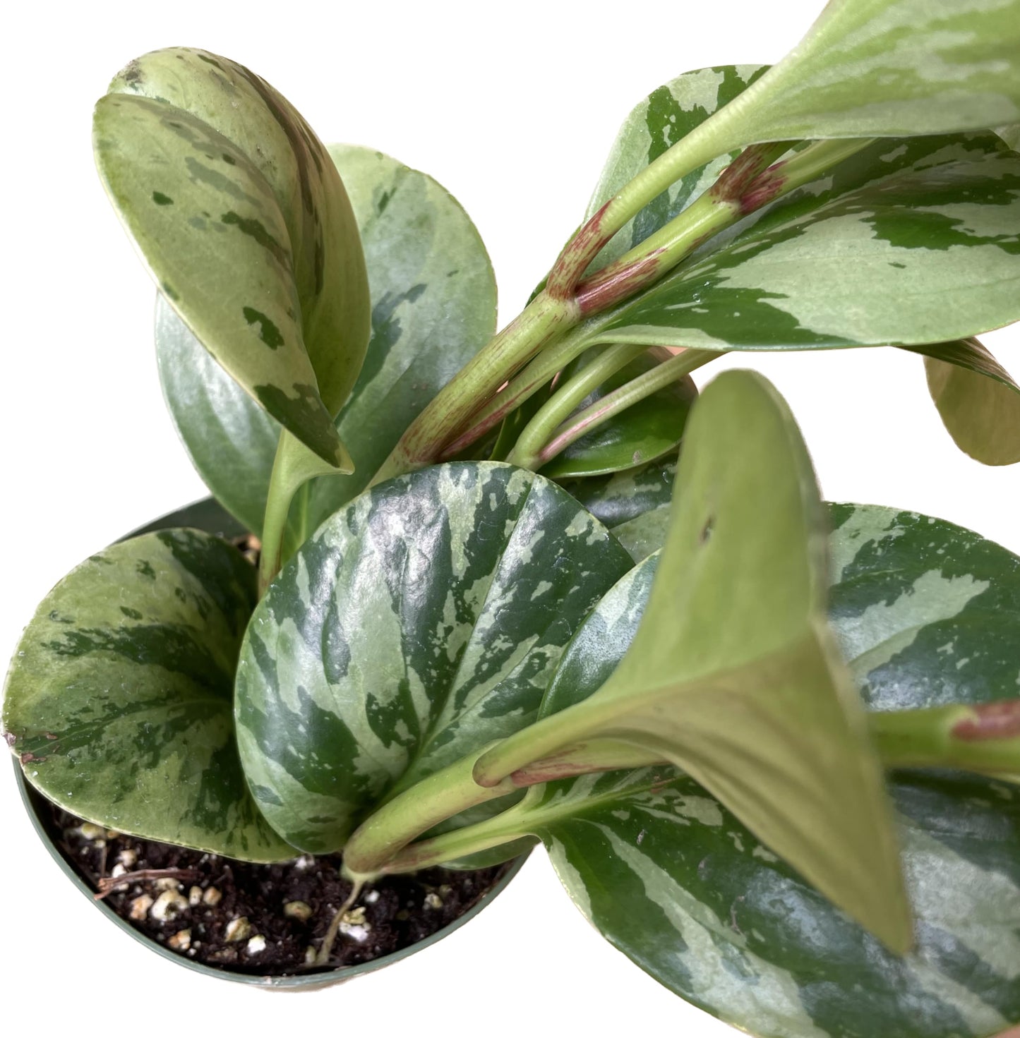 Live Rubber Plant - Peperomia Marble - Peperomia Obtusifolia Marble Variegated - Available in 3", 4", and 6" Pots - CA Seller - Ideal Gift for Home, Office - Peperomia Live Plant (4" Pot)