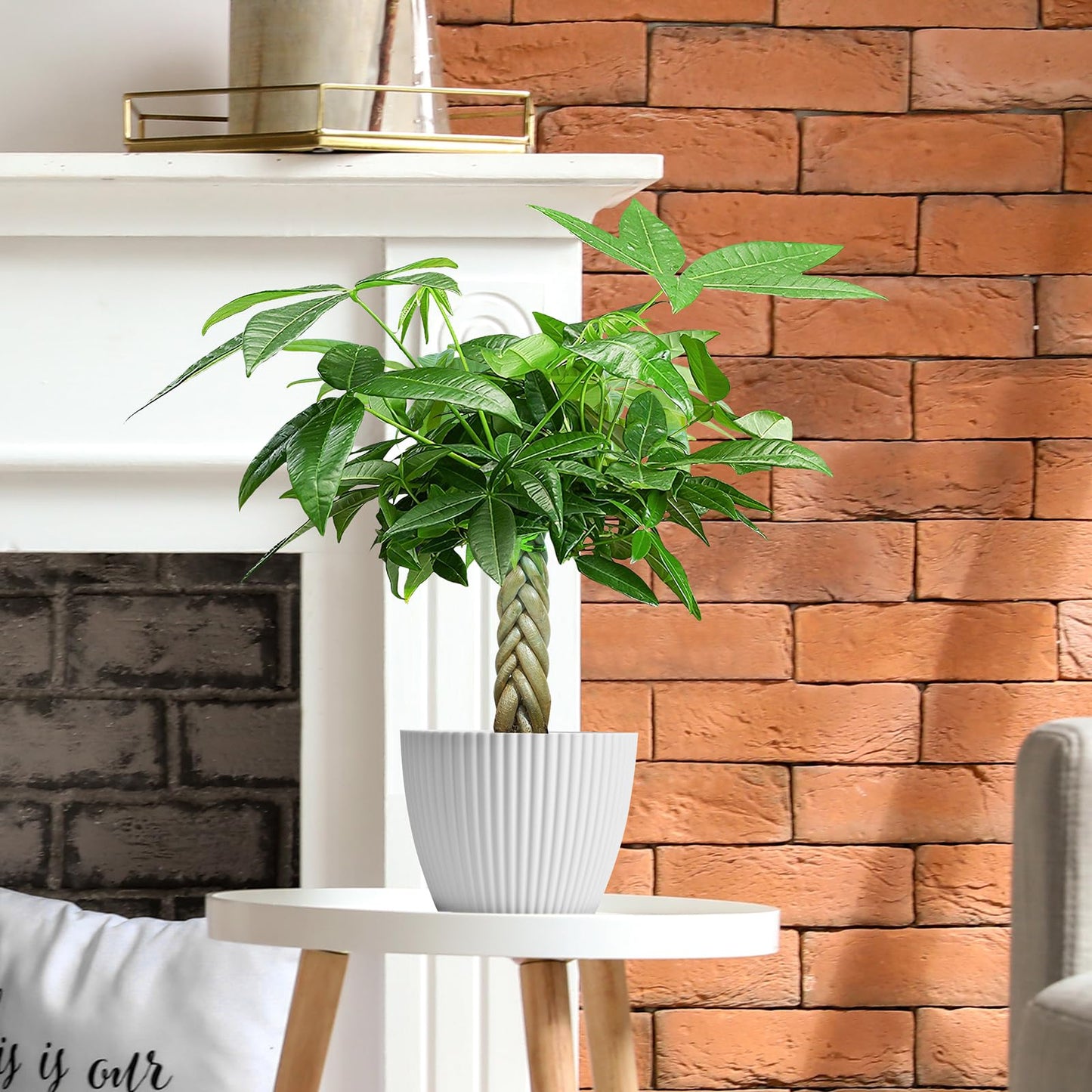 Live Plants Money Tree in 4" White Plastic Pot, Easy to Grow Houseplant, Indoor Bonsai, Home Office Decor, Birthday Housewarming Gift