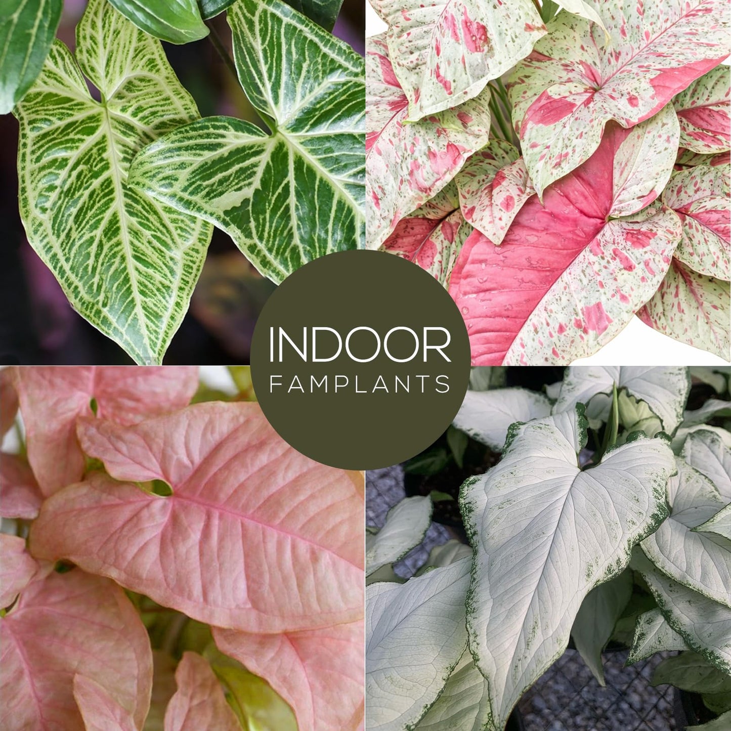 Syngonium Plant Collection (4 Pack) Live Starter Plants, Batik, Holly M, Milk Confetti, Neon Robusta, Rare Indoor Houseplants, Easy Care Arrowhead Vine Plants Live