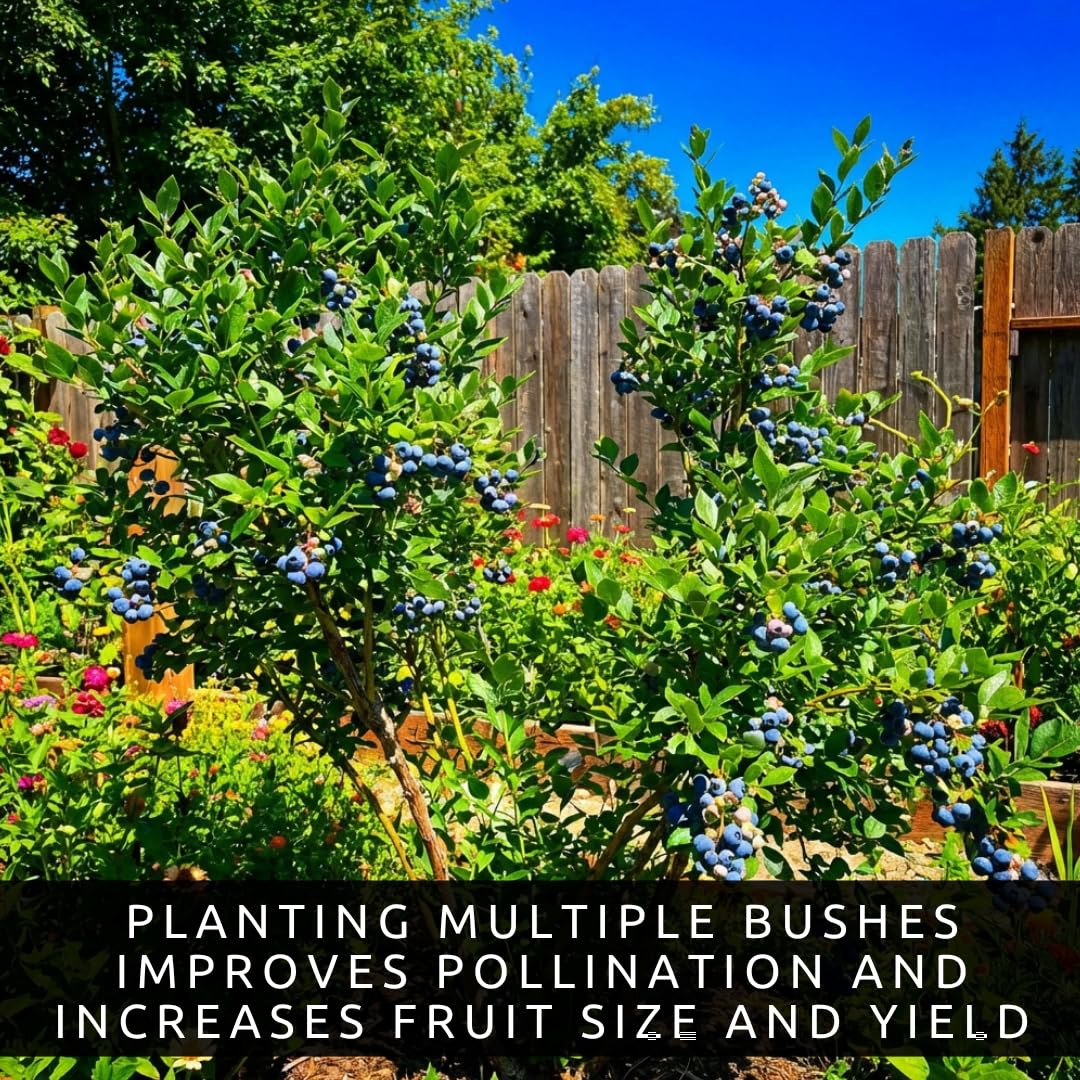 3 Blueberry Plants Live for Planting, Highberry Blueberry Bushes - Live Plant 1 Year Old, Fruit Tree Live Blueberry Plant - No Pots Included, Ships Bare Root