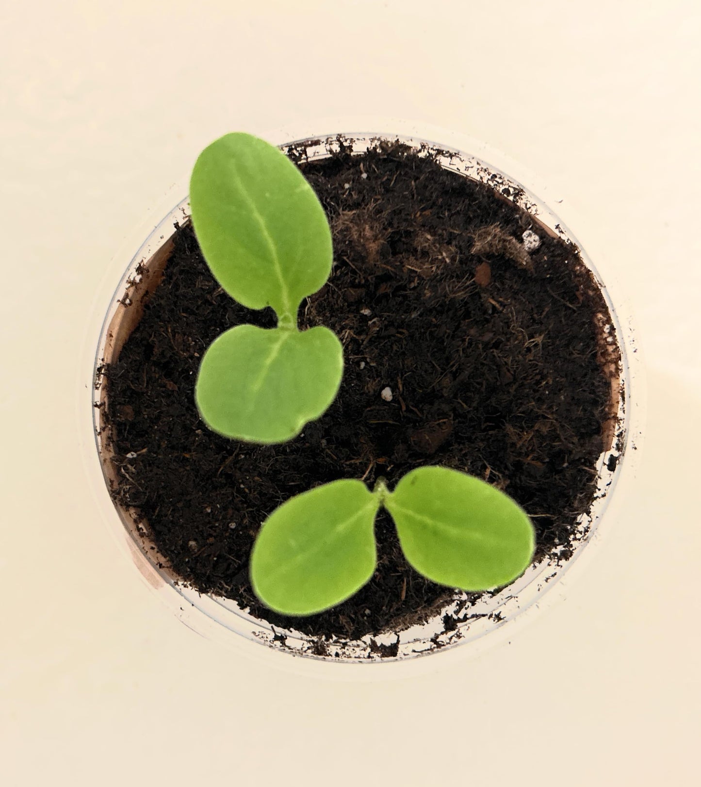 Seeds In A Cup: Tree Grow Kit | Easy to use | Educational | Memorial Gift | Plant It for The Planet | Grow Your Own Tree |Wide Selection to Choose from (Orange)
