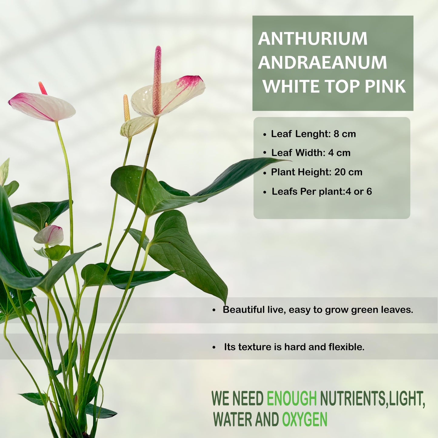 LEAL PLANTS ECUADOR Anthurium Andraeanum White Top Pink Live Plant (Pack of 2) Easy Care, Air-Purifying Indoor Plant for Wellness & Home Decor, Office Desk, Unique Sustainable Gift