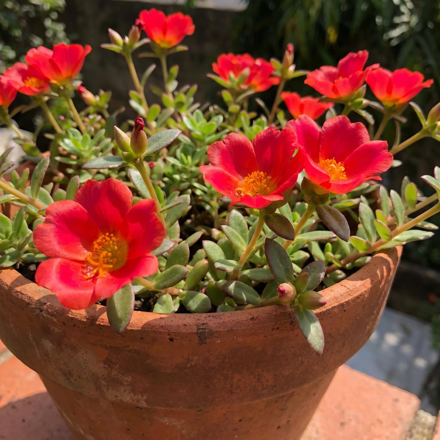 4 Portulaca Plants Live, Moss Rose Flower Plant for Outdoor Garden, Ground Cover Plant for Patio Containers, Borders or Landscape 4-7 Inches (Red)