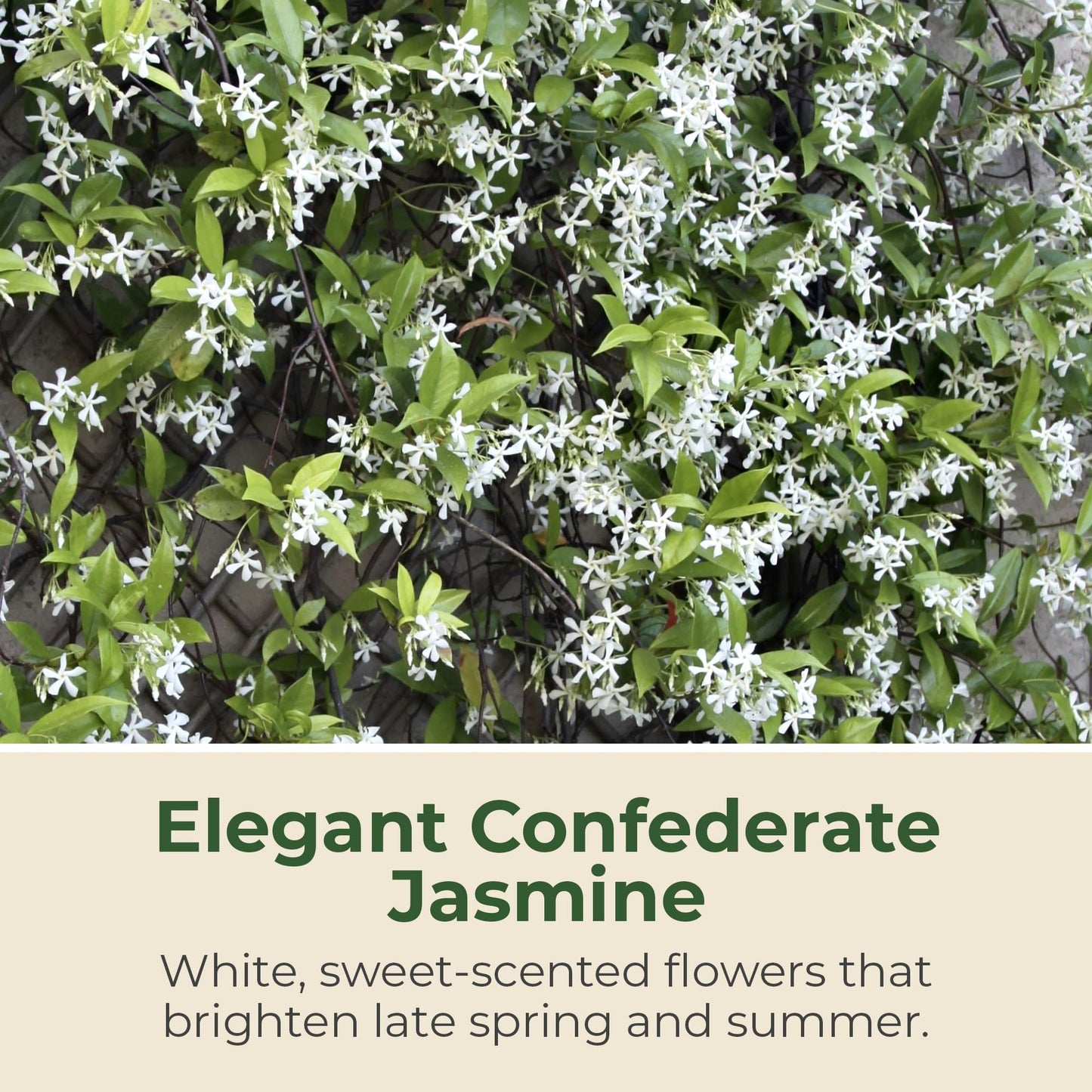 2.5 qt. Jasmine Confederate Flowering Shrub with White Flowers - Easy to Grow & Adaptable Live Shrubs for Slopes, Borders, Retaining Walls - 10 to 15 Tall and 3 to 6 Wide Confederate Jasmine Plant
