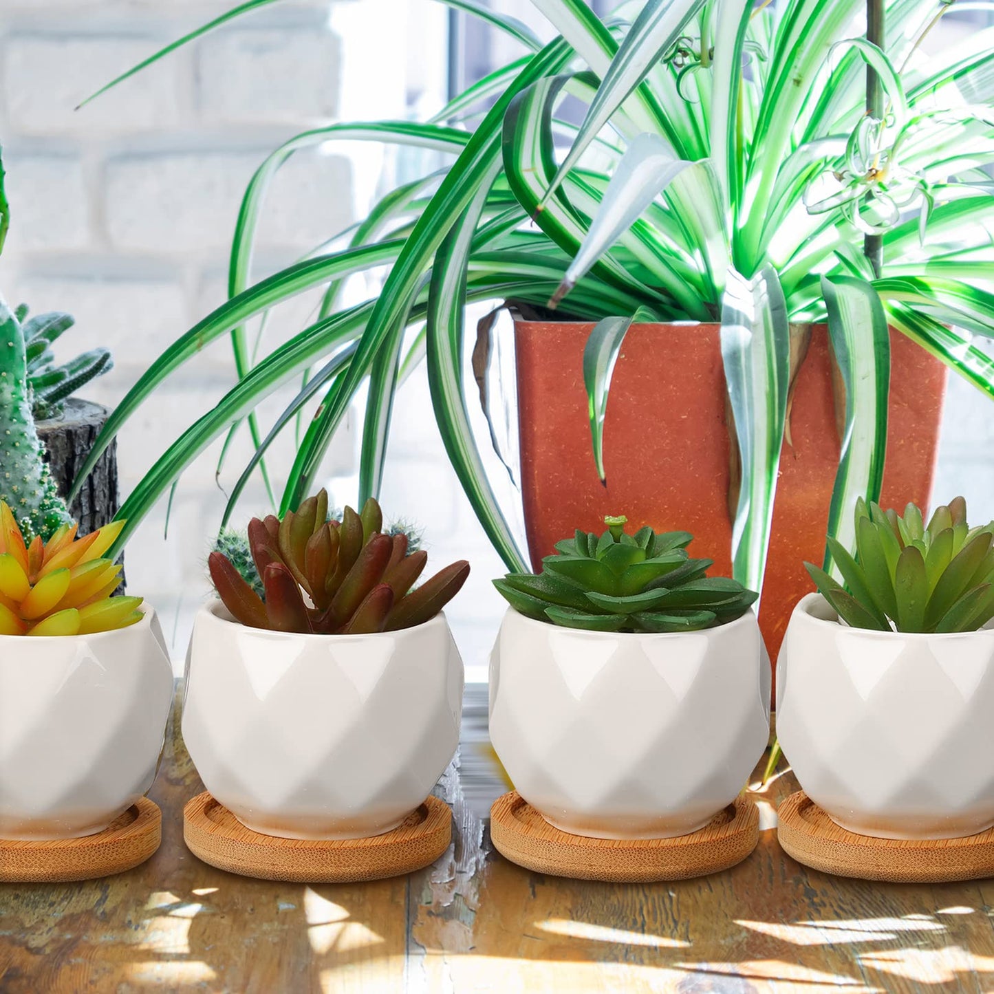 Gerrii 24 Pcs Succulent Pots Mini White Ceramic Flower Planter Pot Succulent Planters with Wooden Trays and Drainage Holes for Plants Cactus Home Office Decoration, Plants Not Included(Diamond)