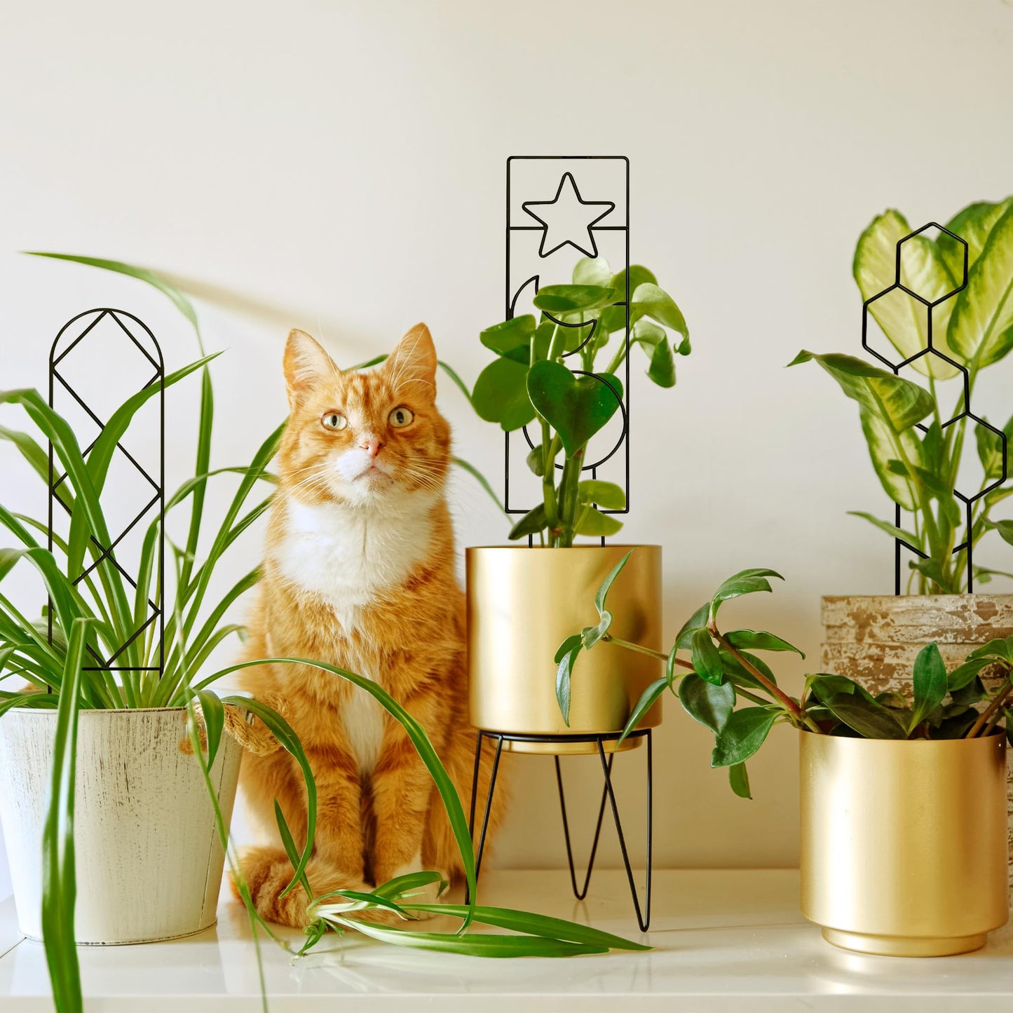 Coomin Small Plant Trellis for Potted Plants, 15in Plant Trellis Indoor, Mini Trellis for Climbing Plants for Hoya Pothos with Ties, Black