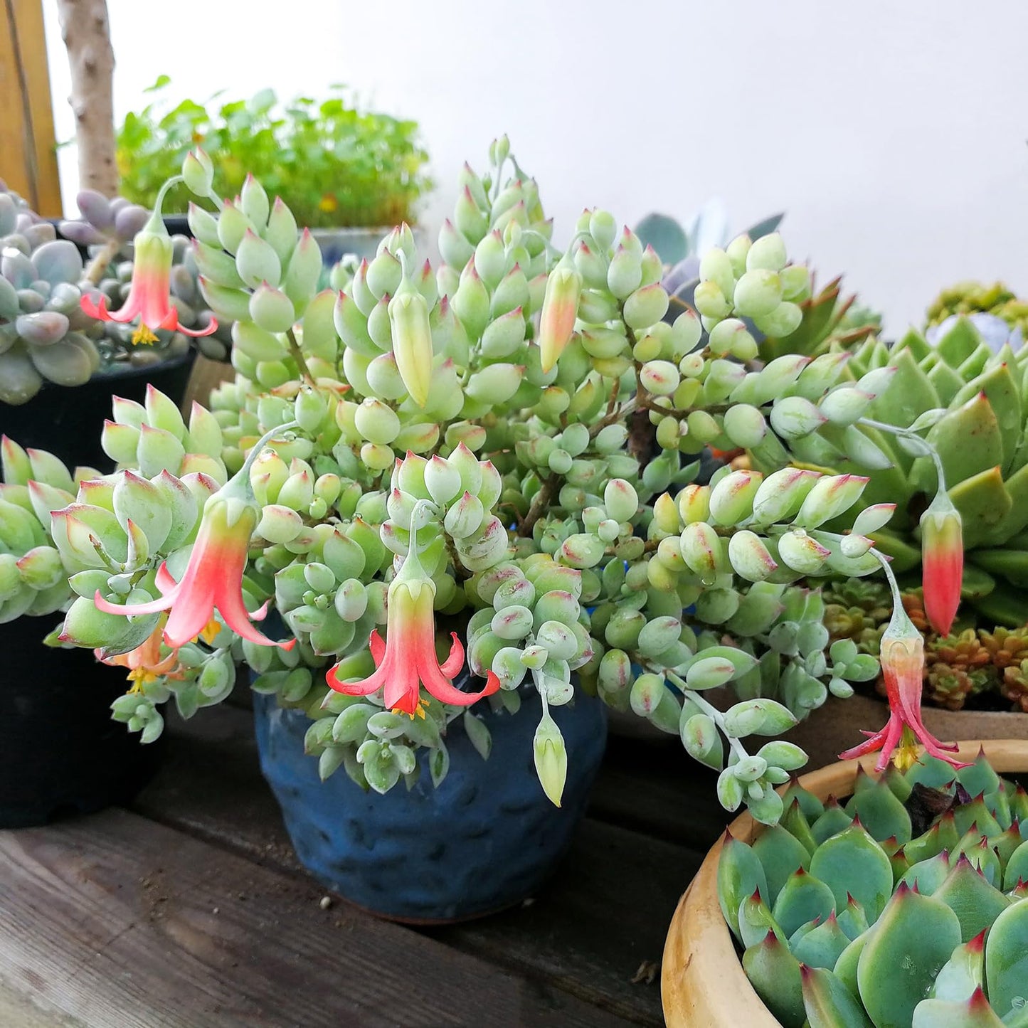 Sprout N Green Cotyledon Pendens, Live Succulent Fully Rooted in 4" Pot with Soil, Trailing Plant for Home Office Wedding Indoor Outdoor Hanging Decor DIY Project Party Favor, Keep Away from Pets