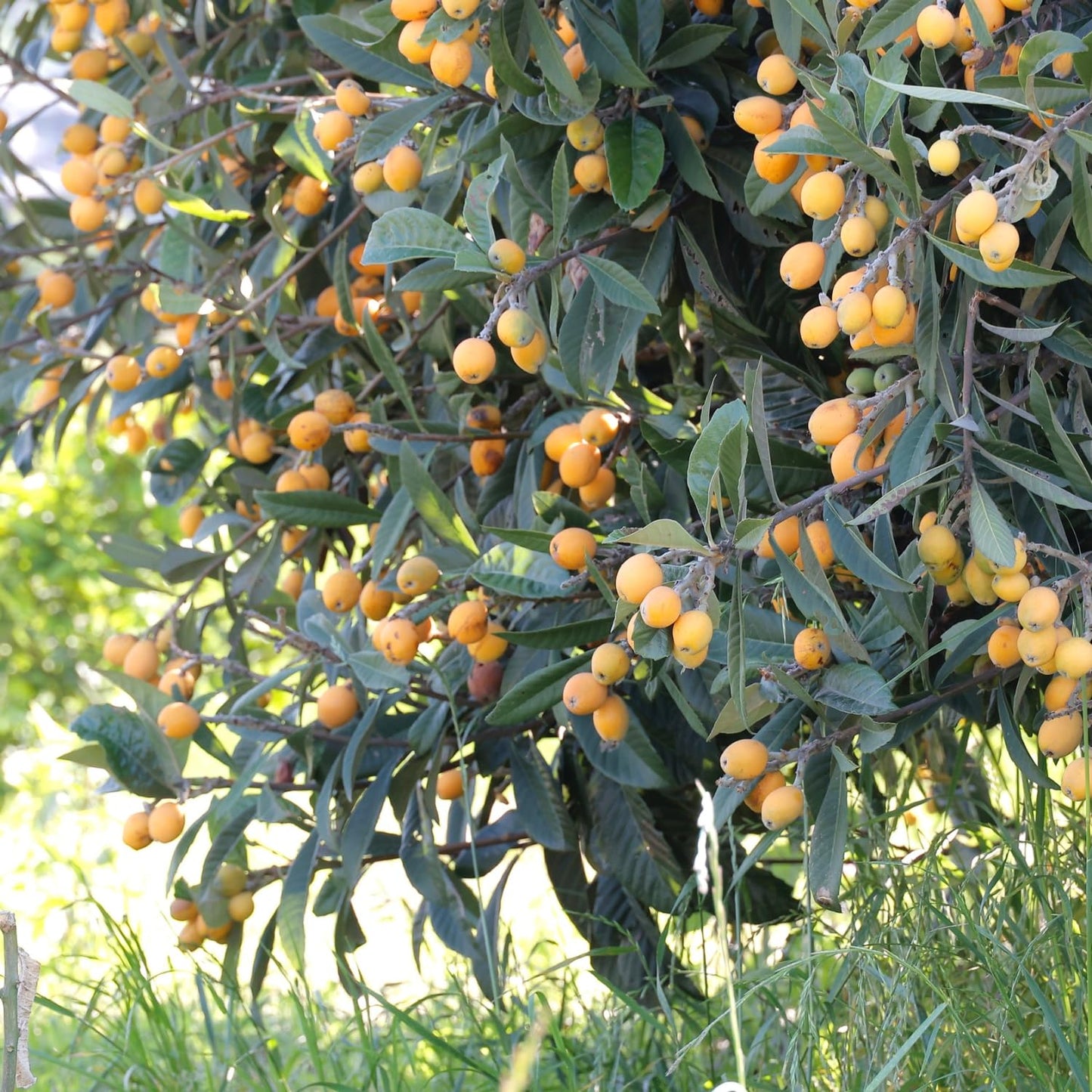 Seedling Loquat Tree Live Plant, Tropical Fruit Tree, Sweet Golden Loquat for Outdoor Garden, 3 Gal, 2-3 Ft Tall, No Ship to CA