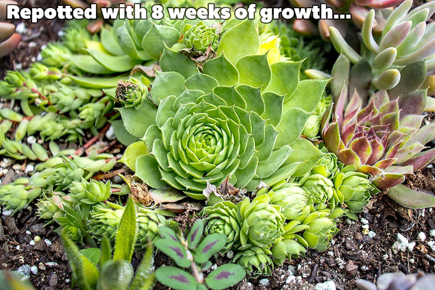 Sempervivum Succulents Plants Succulent Plant Decor (5PK), Live Plants Indoor Plants Live Houseplants, Gardening Gifts for Plant Lovers, Mini Succulent Plants for Delivery Prime by Plants for Pets
