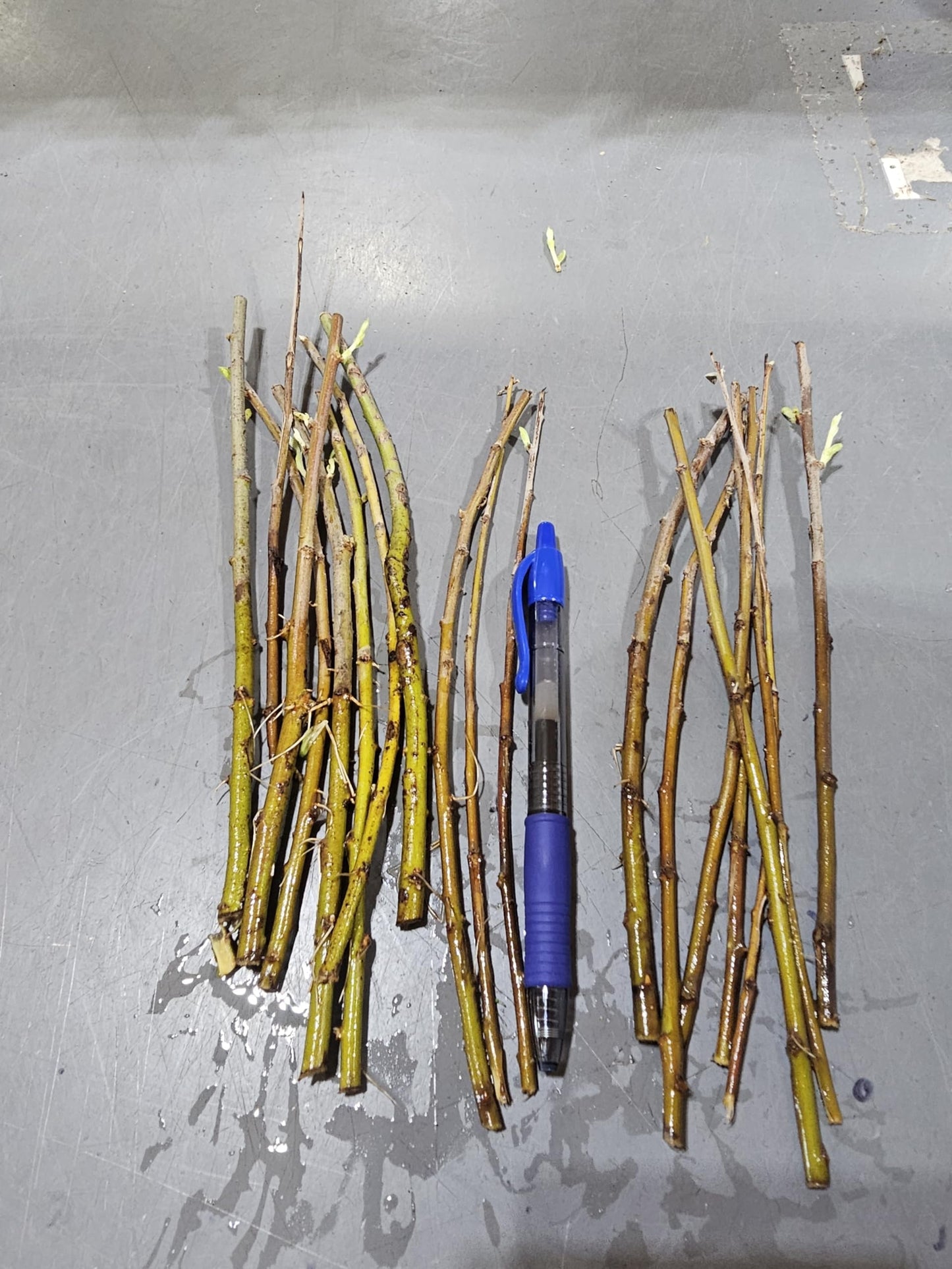 Bulk Thin White Willow Tree Cuttings - Thinner Than a Pencil Rare and Unique Live Tree Plants - White Leaves (10 Thin Cuttings)