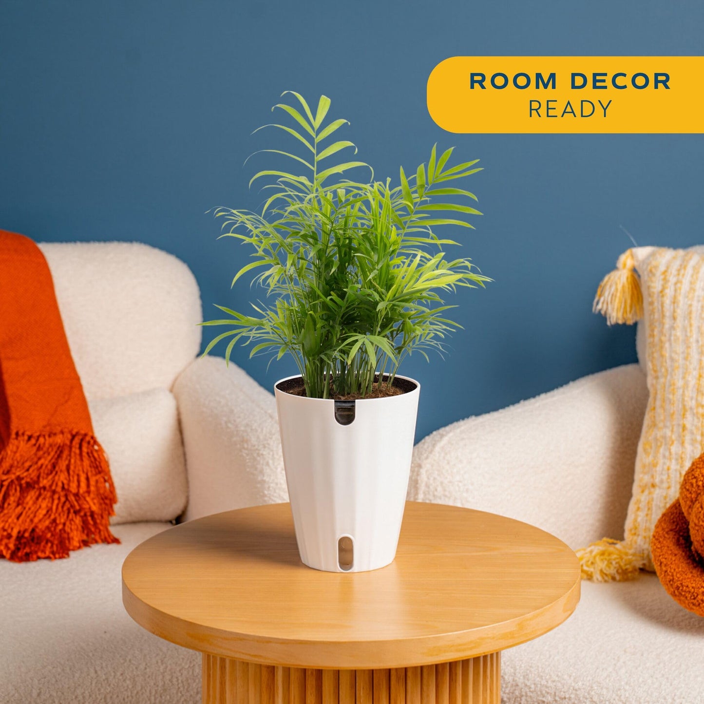 Costa Farms Parlor Palm Live Plant in Plastic Pot, Air Purifying Indoor Houseplant, Perfect for Home, Room, or Office Decor, Great House Warming or Birthday Gift, 14-18 Inches Tall