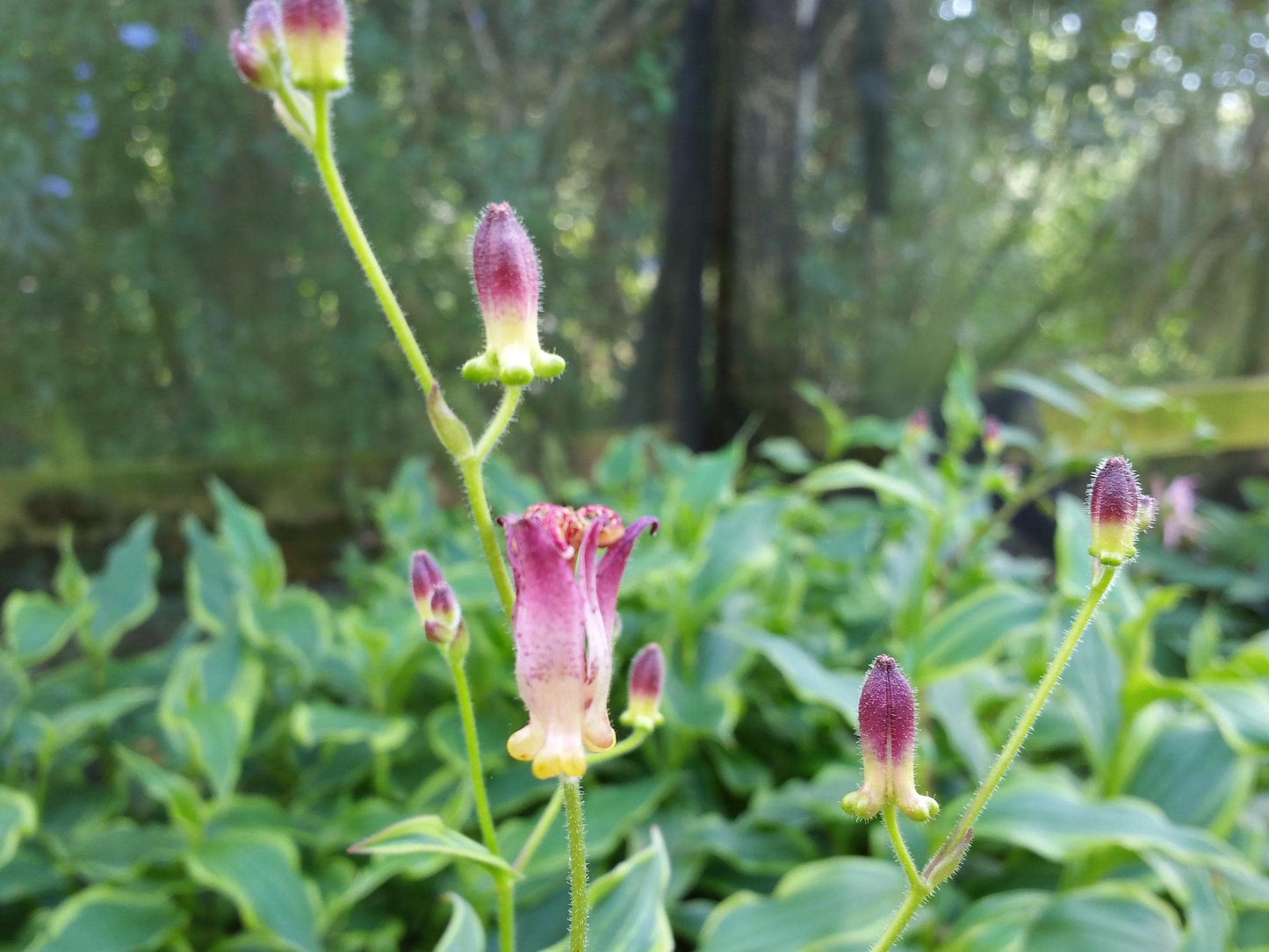 Toad Lily Variegated - Tricyrtis 'Samurai' - Live Tropical Plant - Tiny Purple Orchid Flower - Emerald Goddess Gardens - Starter Sz 4 Inch Pot