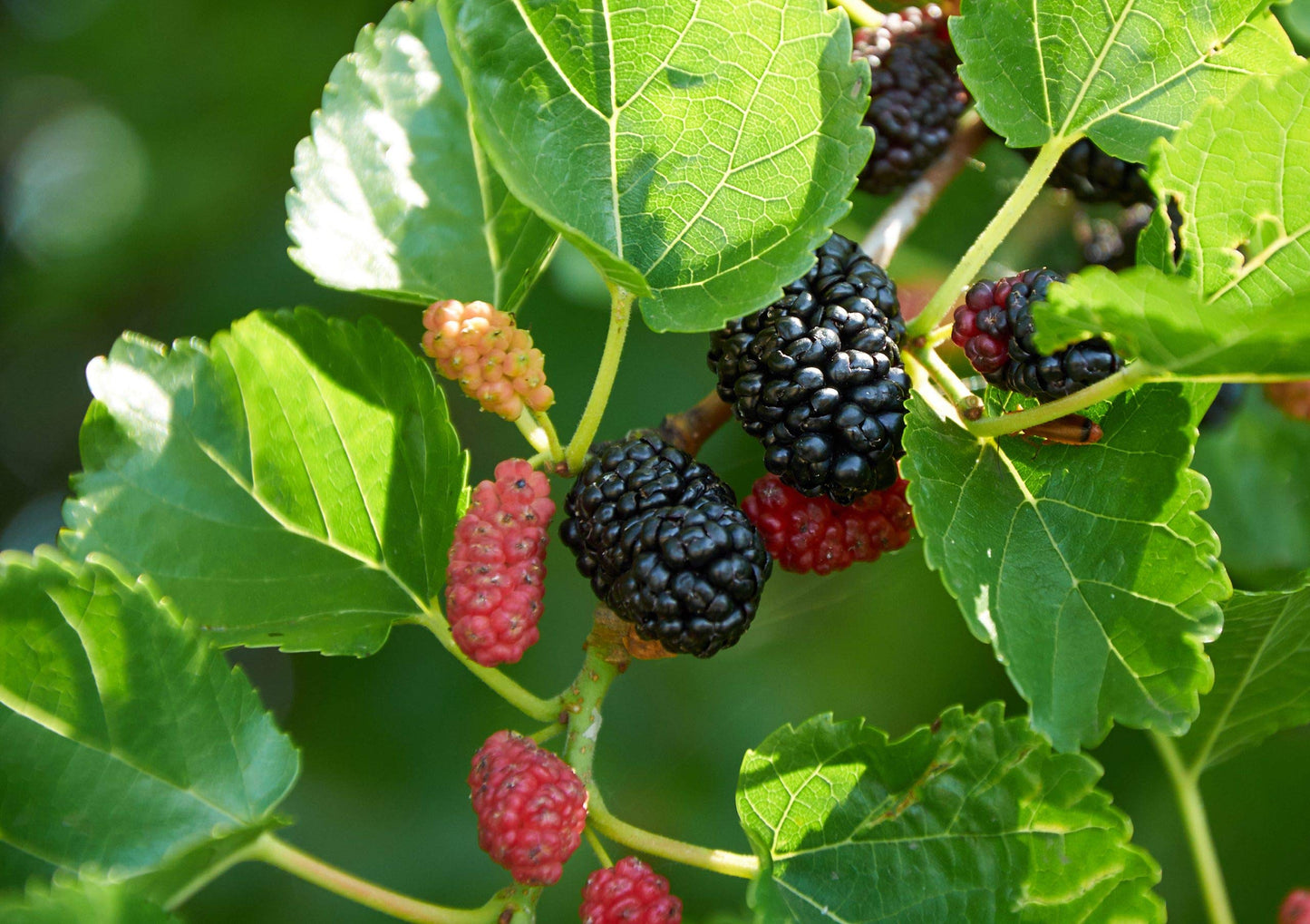 Everbearing Mulberry Tree - 10 Live Plants in 4 Inch Pots - Edible Fruit Tree for The Patio and Garden