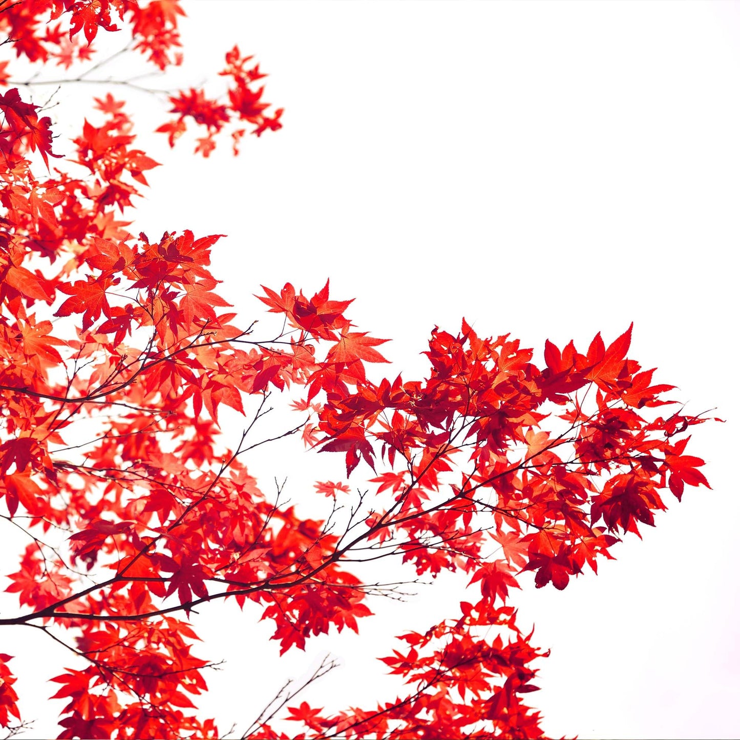 PERFECT PLANTS Bloodgood Japanese Maple Tree 1 Gal. | Live Plant for Beautiful Autumn Color | Red Leaf Colors Year Round | Small Deciduous Trees for Privacy