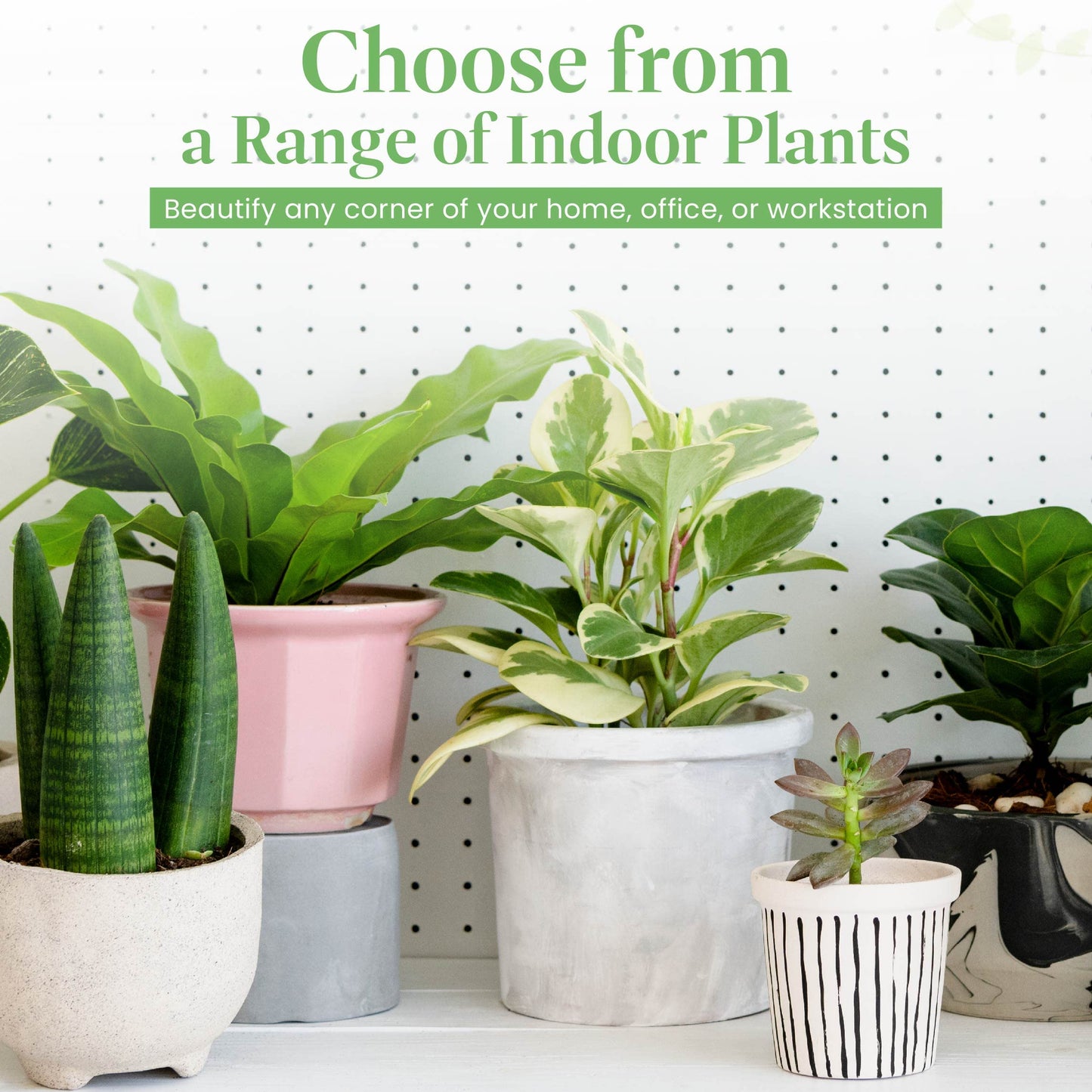 American Plant Exchange Alocasia Polly African Mask – 6-Inch with Pot – Live Easy Care Tropical Houseplant, Air Purifying Foliage for Home, Office, or Indoor Garden Decor