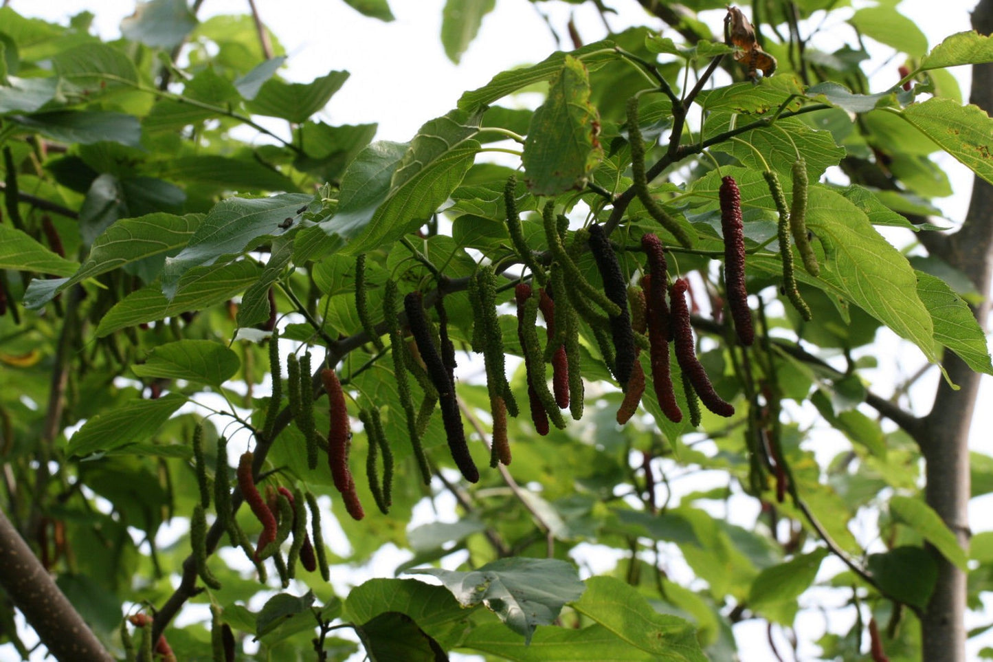 9EzTropical - Pakistan Mulberry Fruit Trees - 8" to 1 Feet Tall - Ship in 1 Gal Pot
